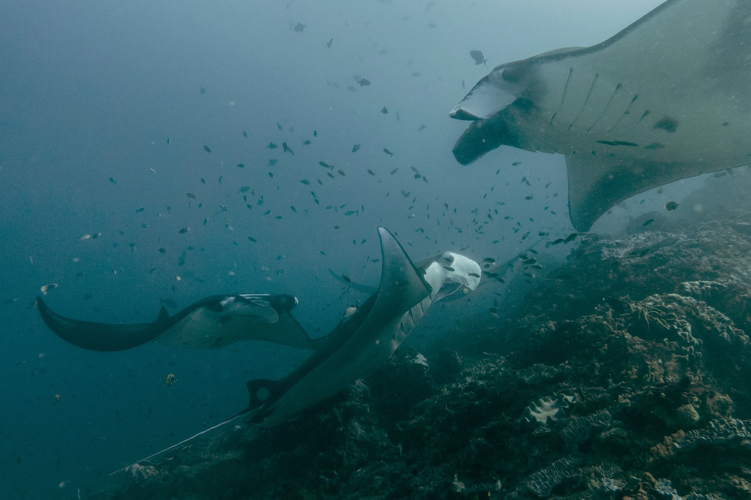Komodo_DSC04547.jpg