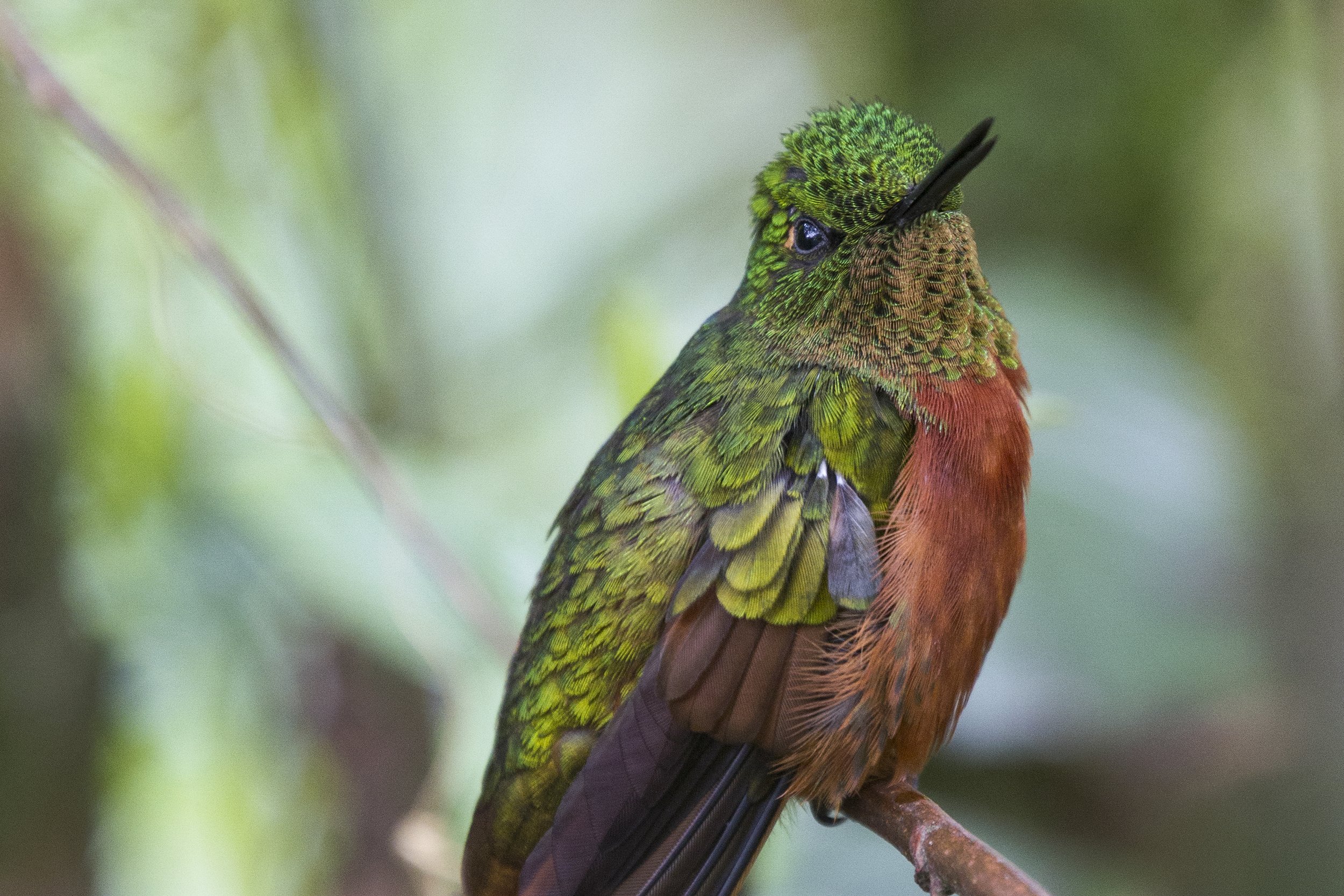 Chestnut Breasted Coronet