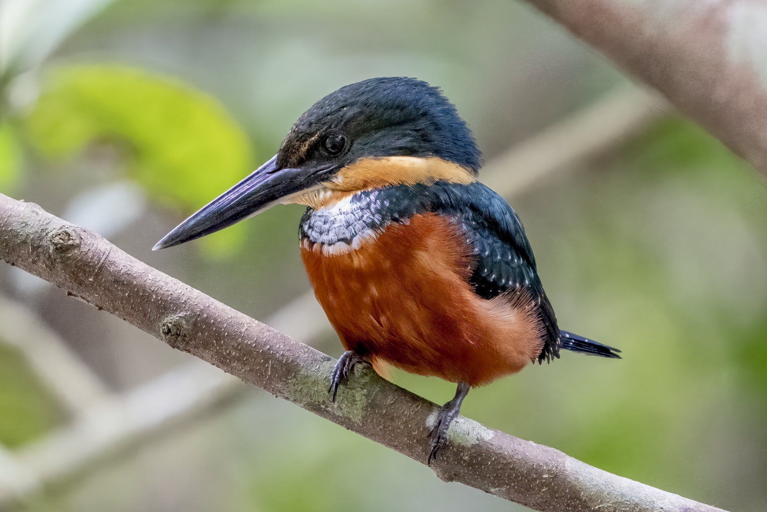Green and Rufous Kingfisher