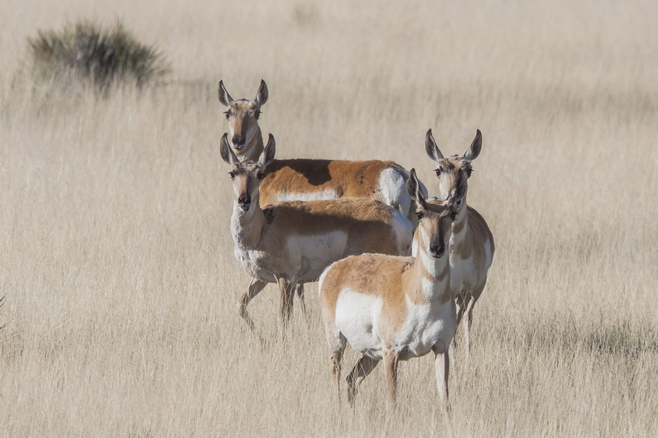 Pronghorn, NM