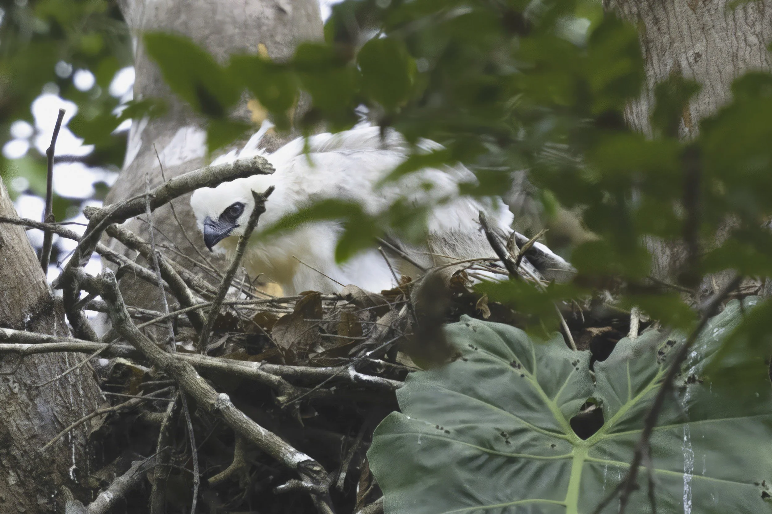 Crested Eagle Chick