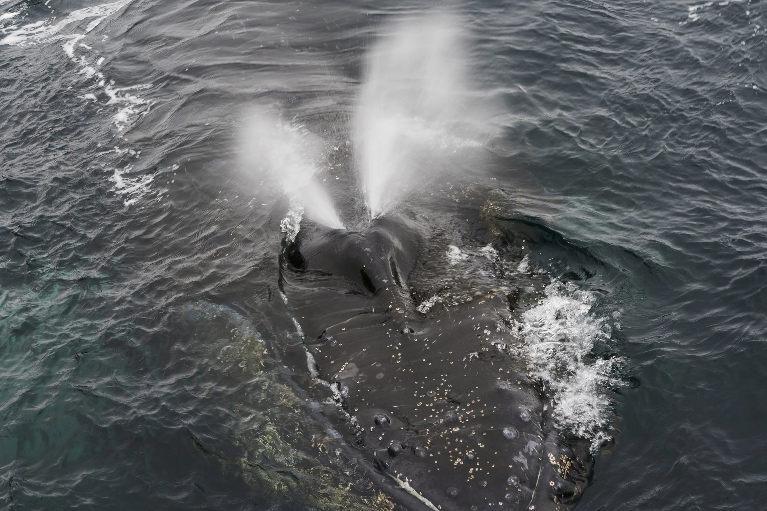 Humpback Whale, Antarctica