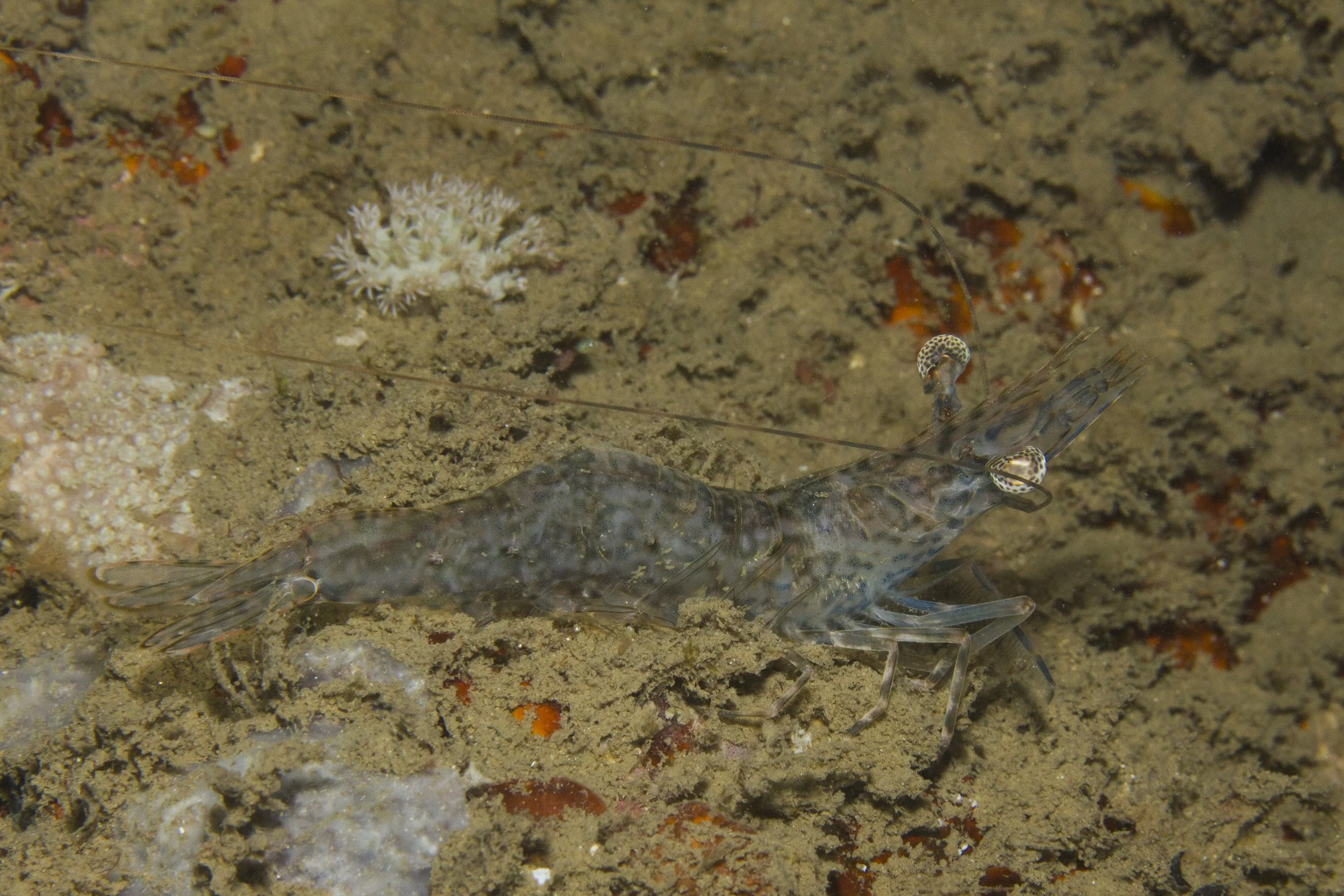 Halmahera_IMG_2741.jpg