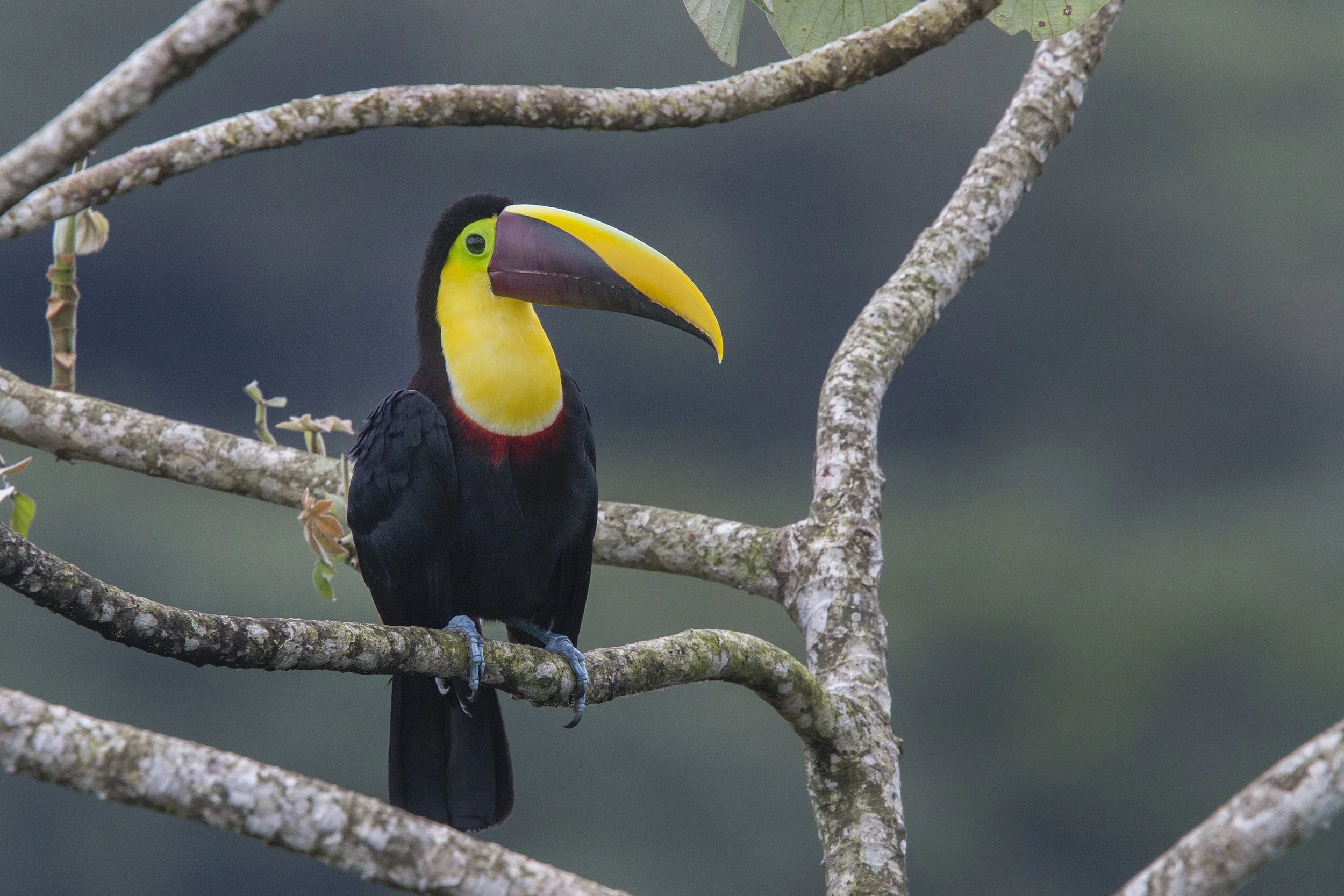 Chestnut Mandibled Toucan
