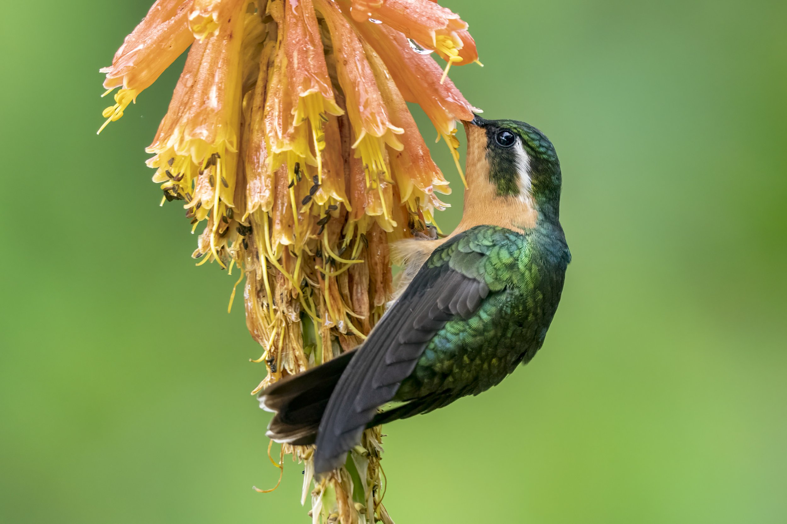 White-throated Mountain-gem