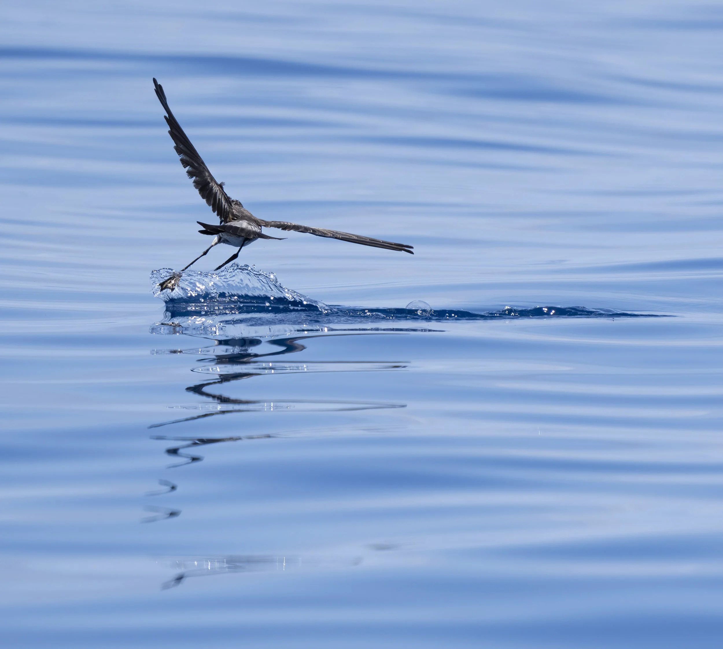 White Faced Storm Petrel