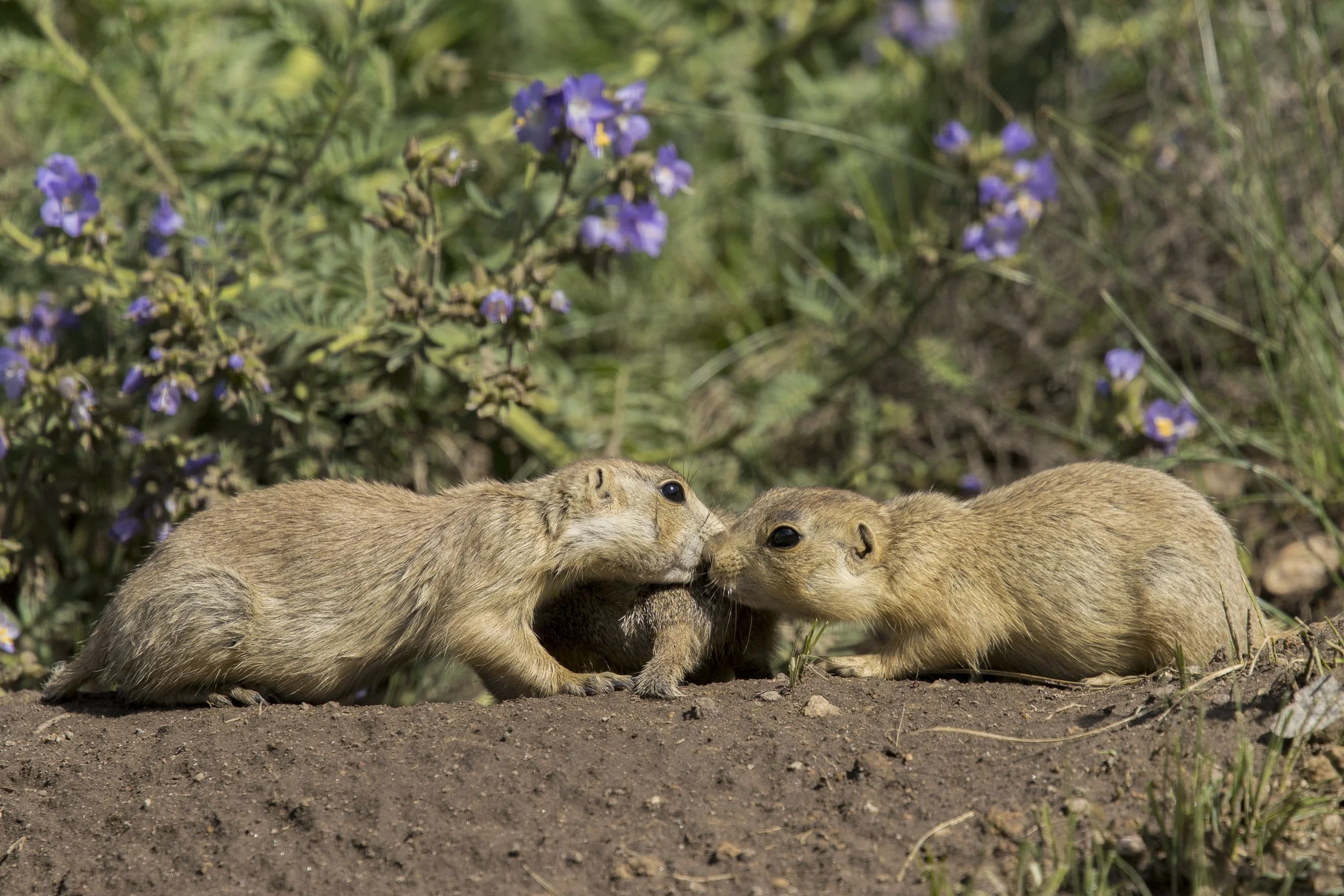 Gunnison's Prairie Dog, NM