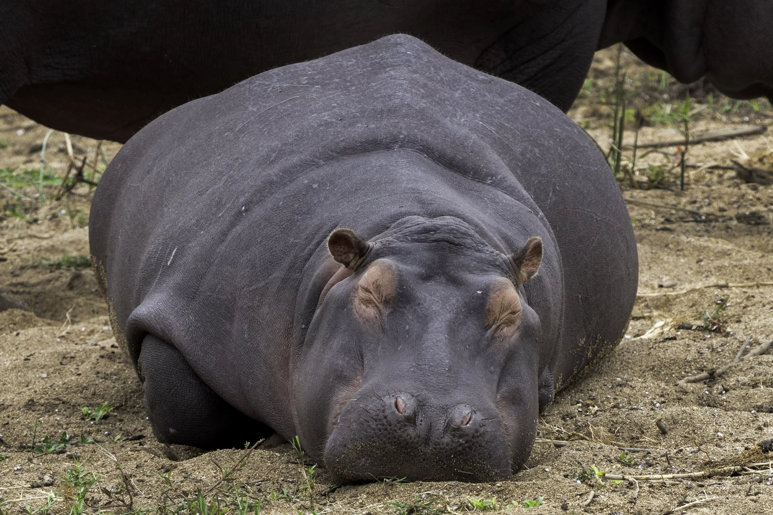 Hippo