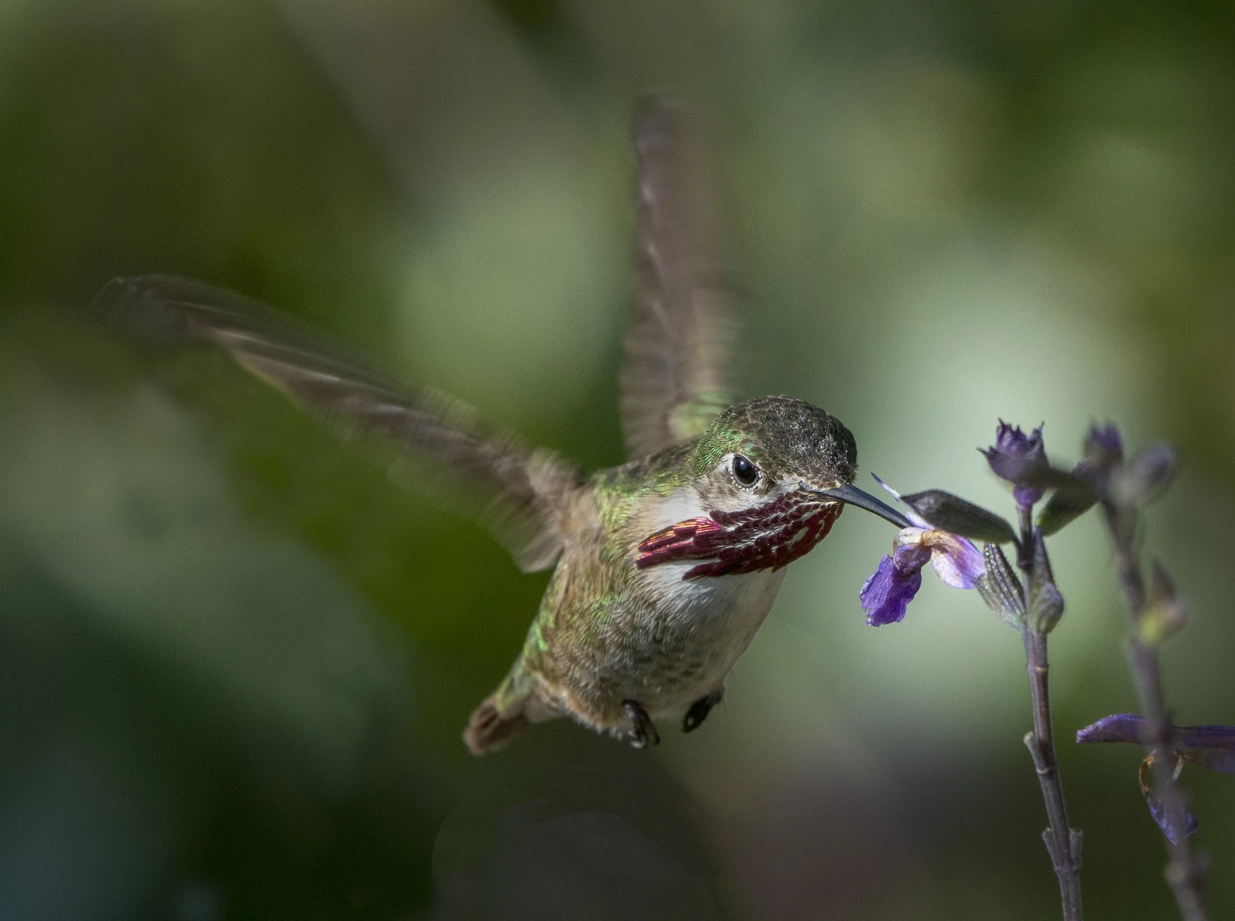 Calliope Hummingbird