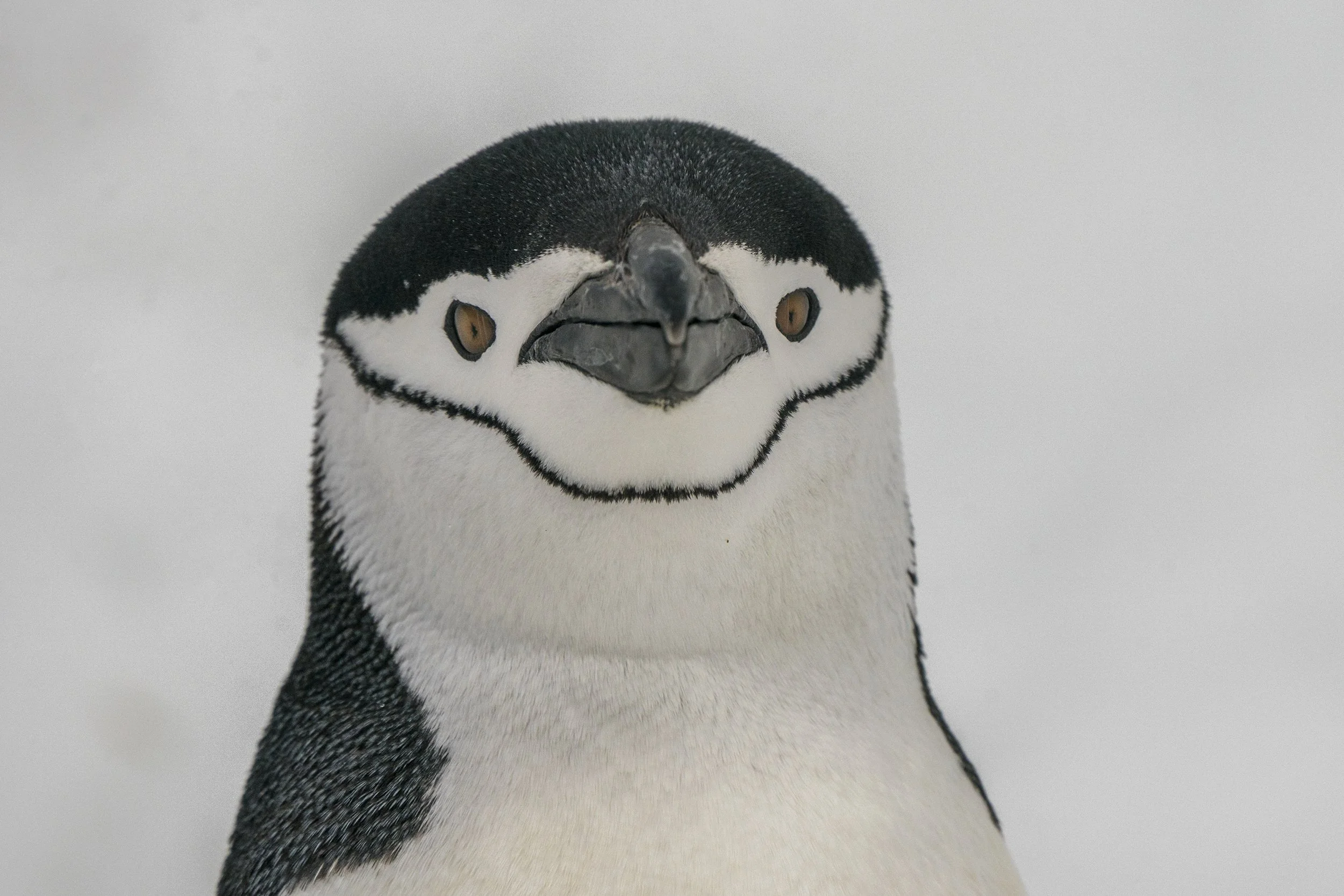 Chinstrap Penguin