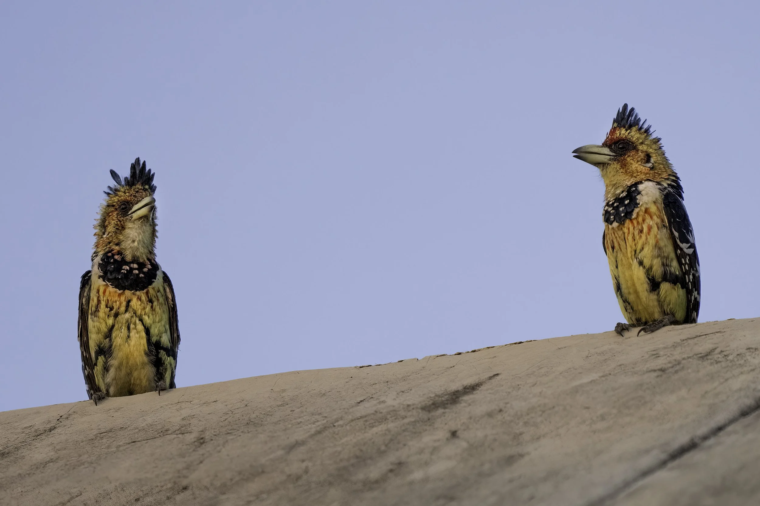 Crested Barbet 