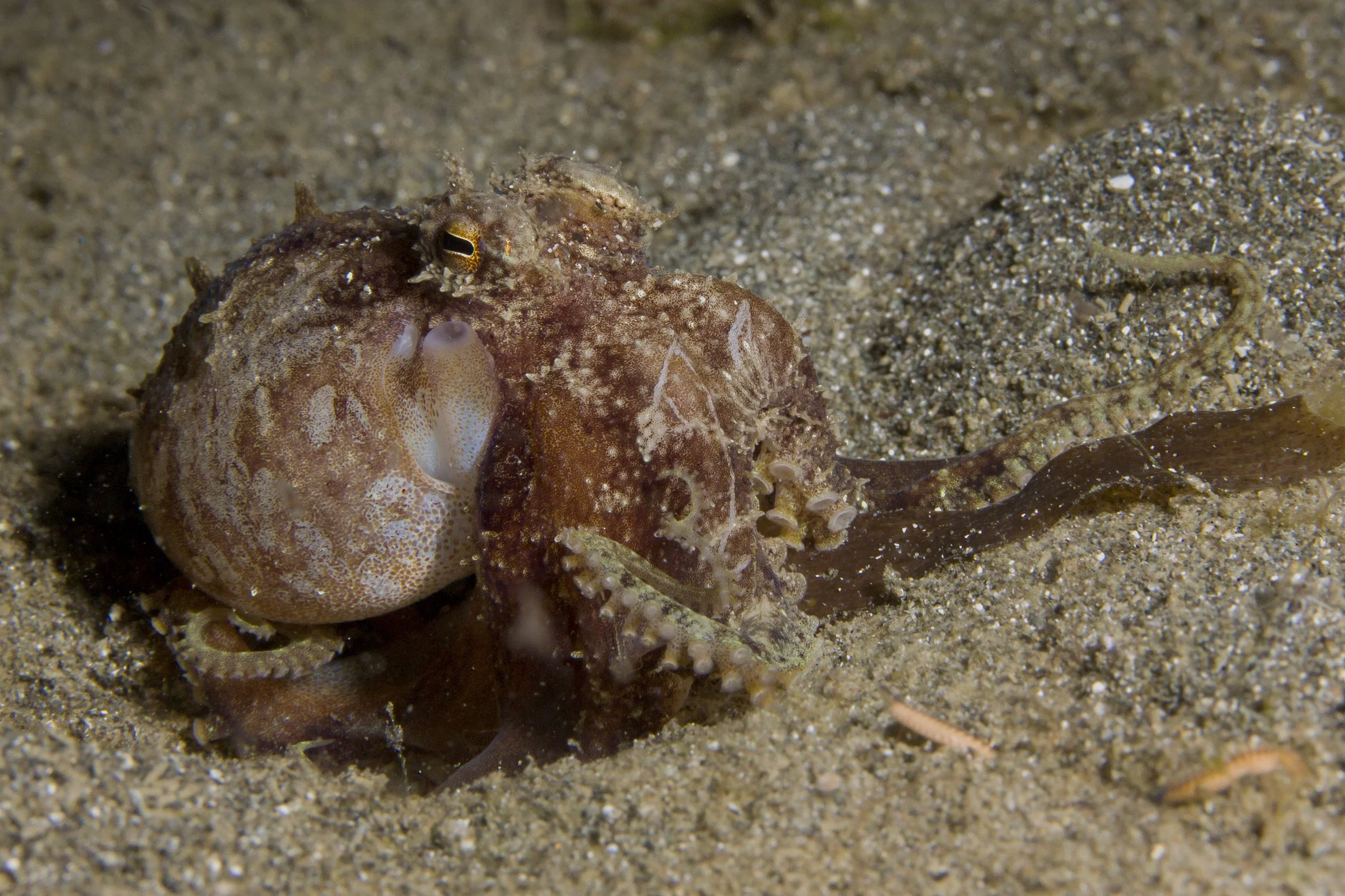 Halmahera_IMG_2545.jpg