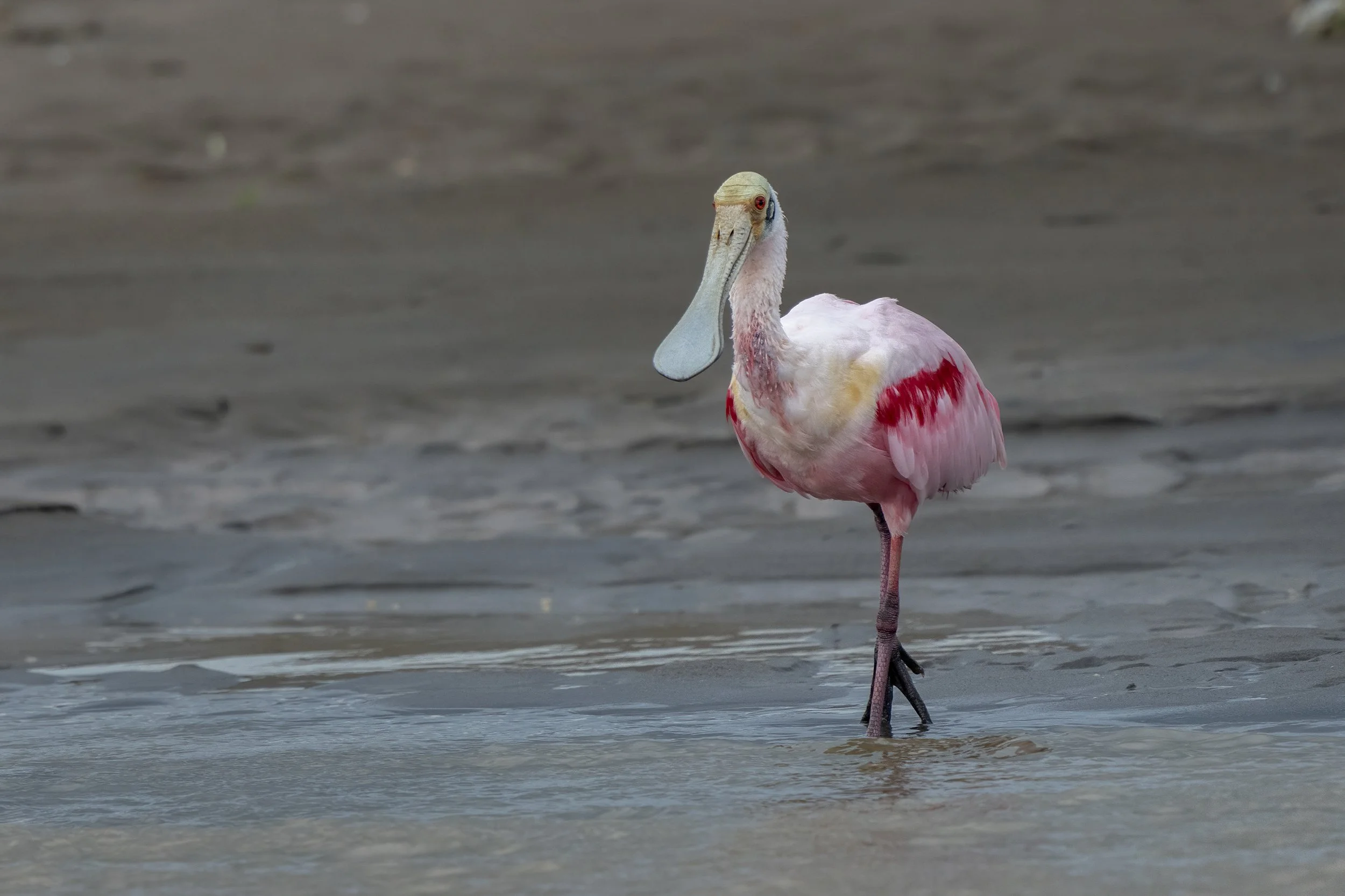  Roseate Spoonbill
