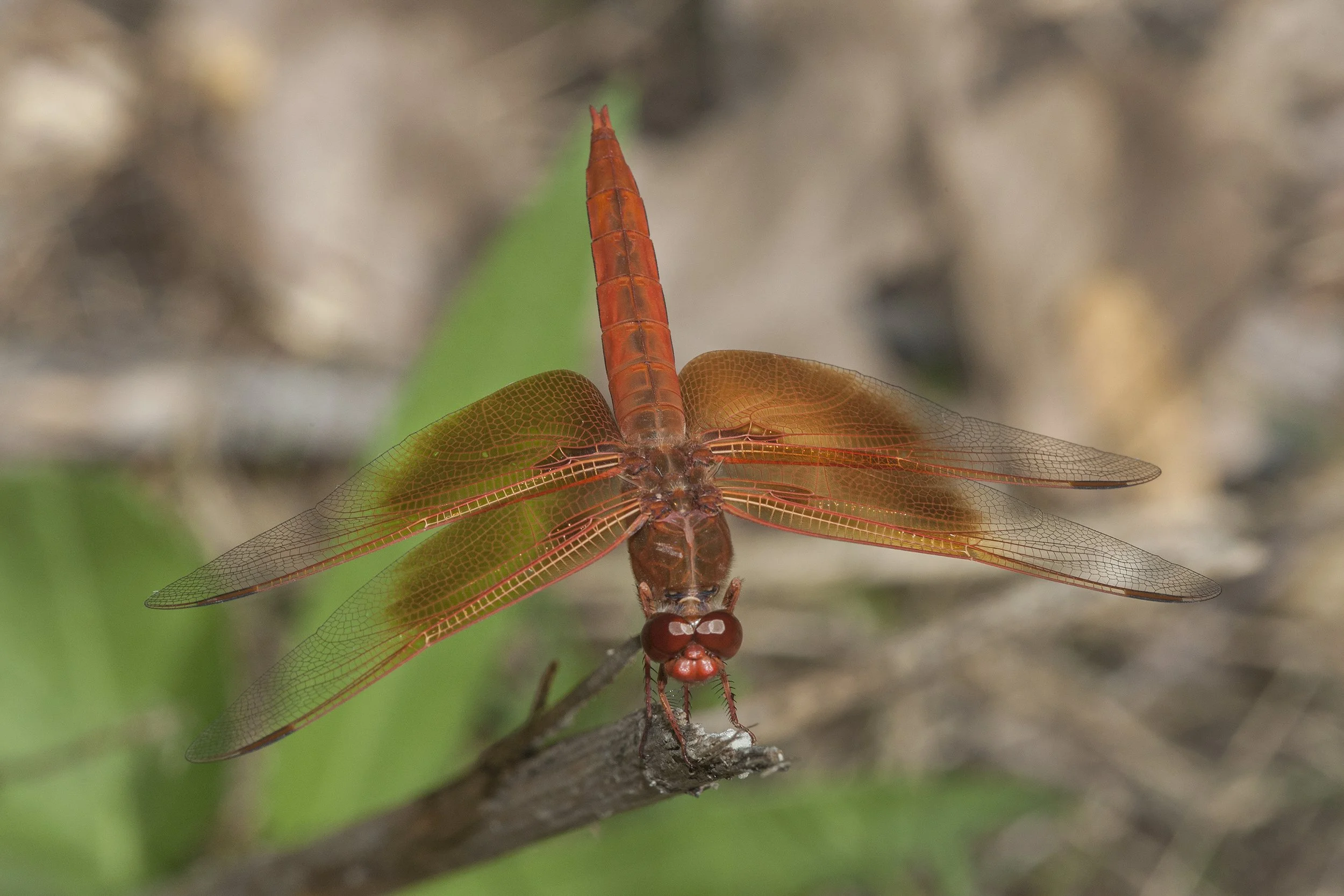 Flame Skimmer (Libellula saturata)_DS3_9472.jpg