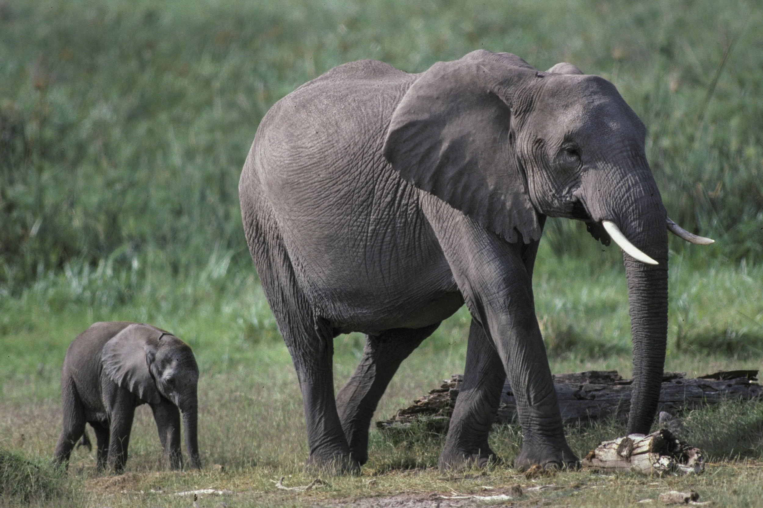 Elephant