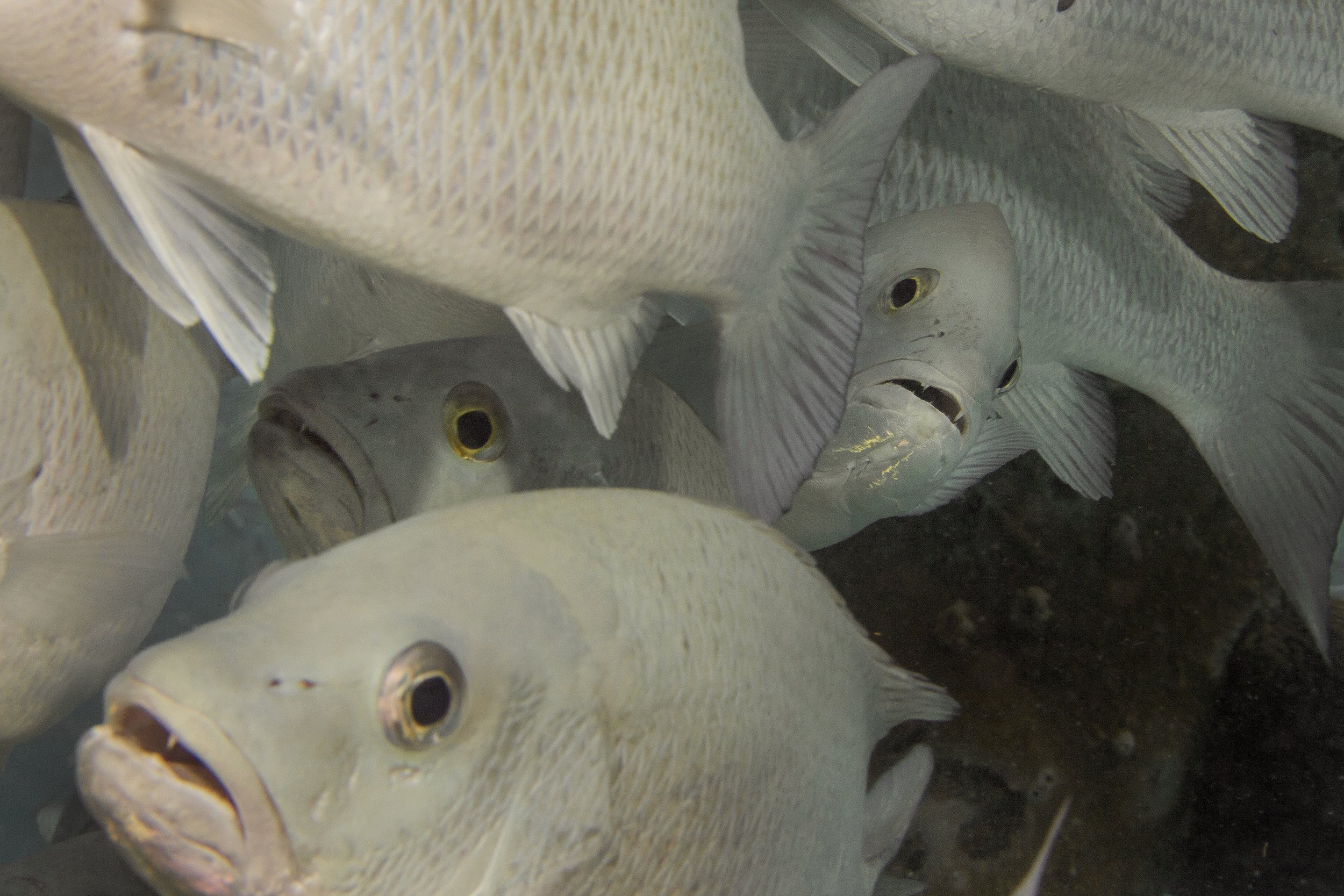 Bonaire_IMG_5644.jpg