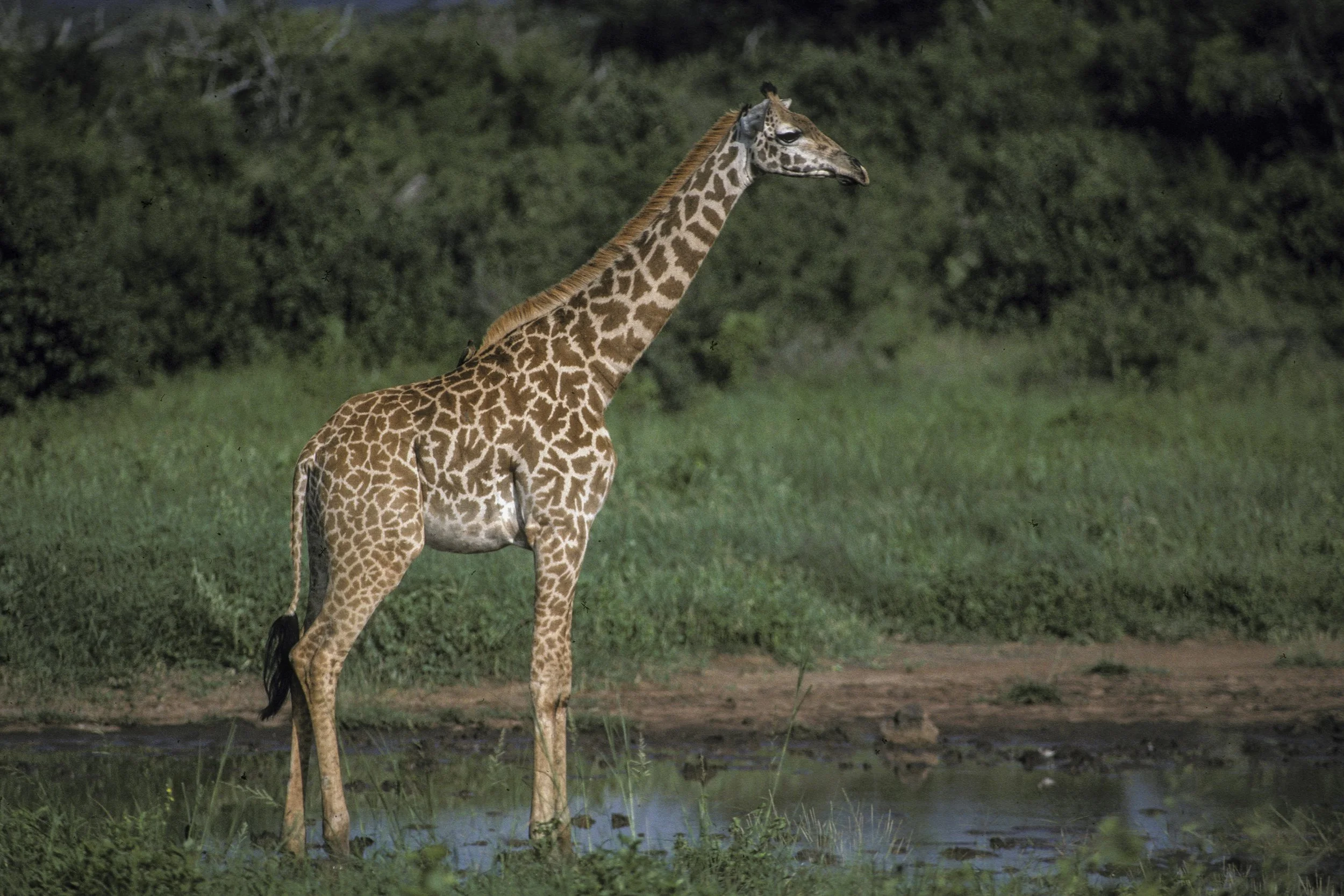 Giraffe, Kenya
