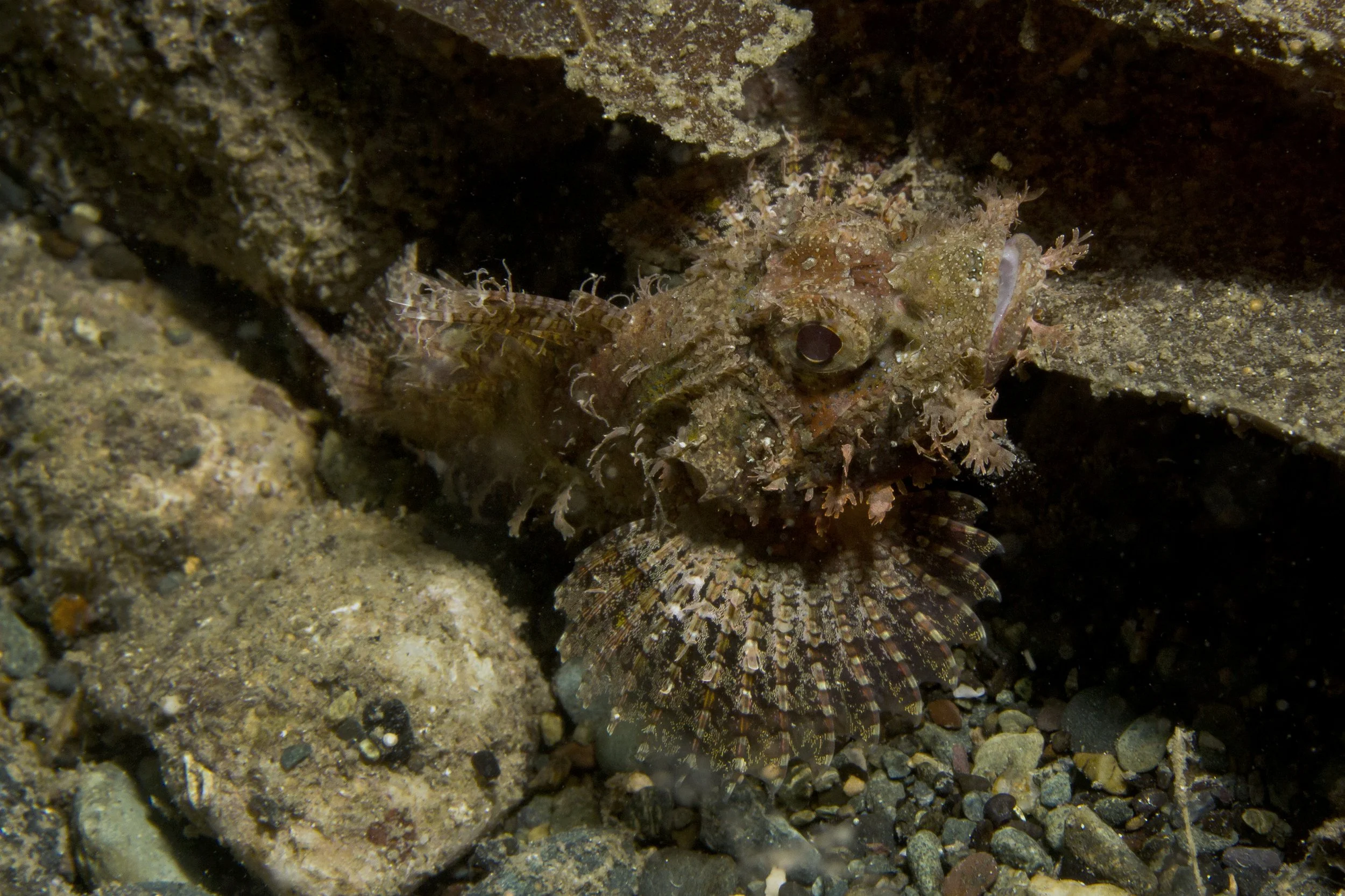 Halmahera_IMG_2183 (1).jpg