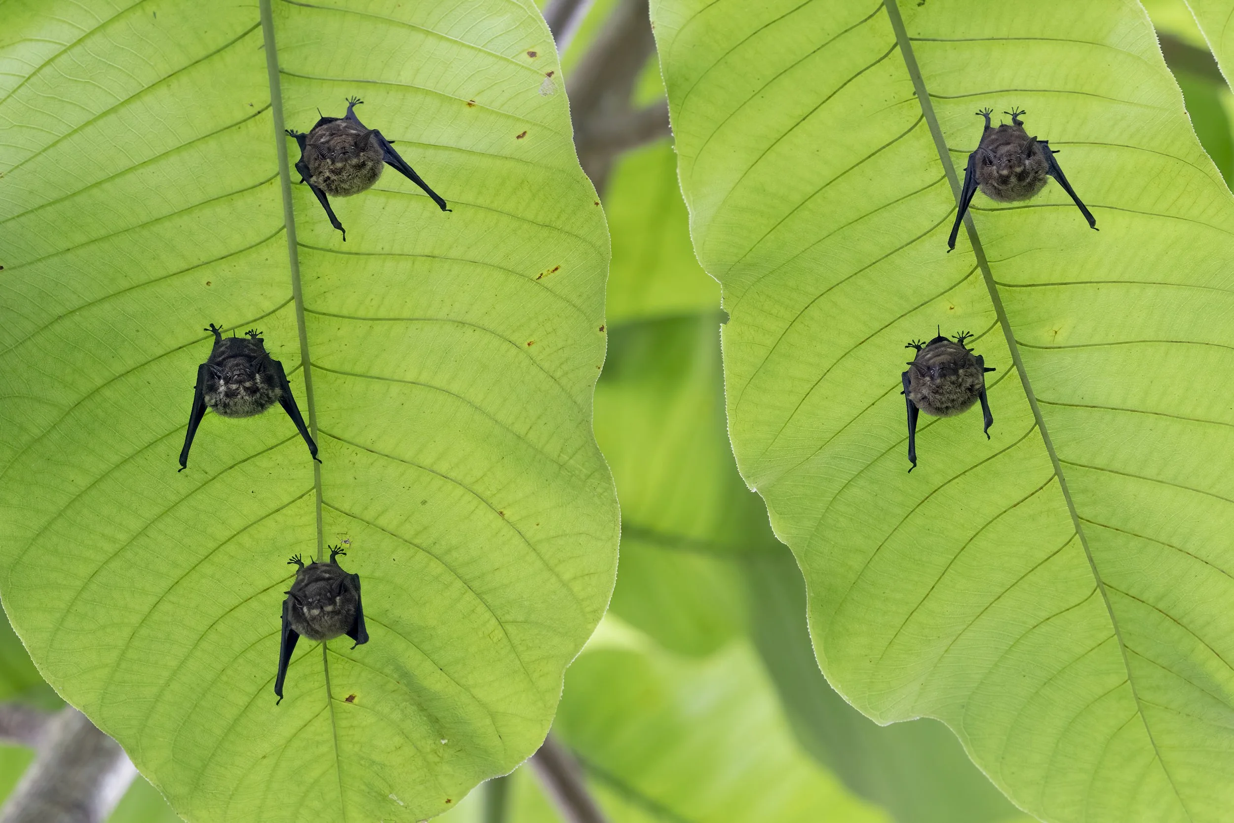 Bats