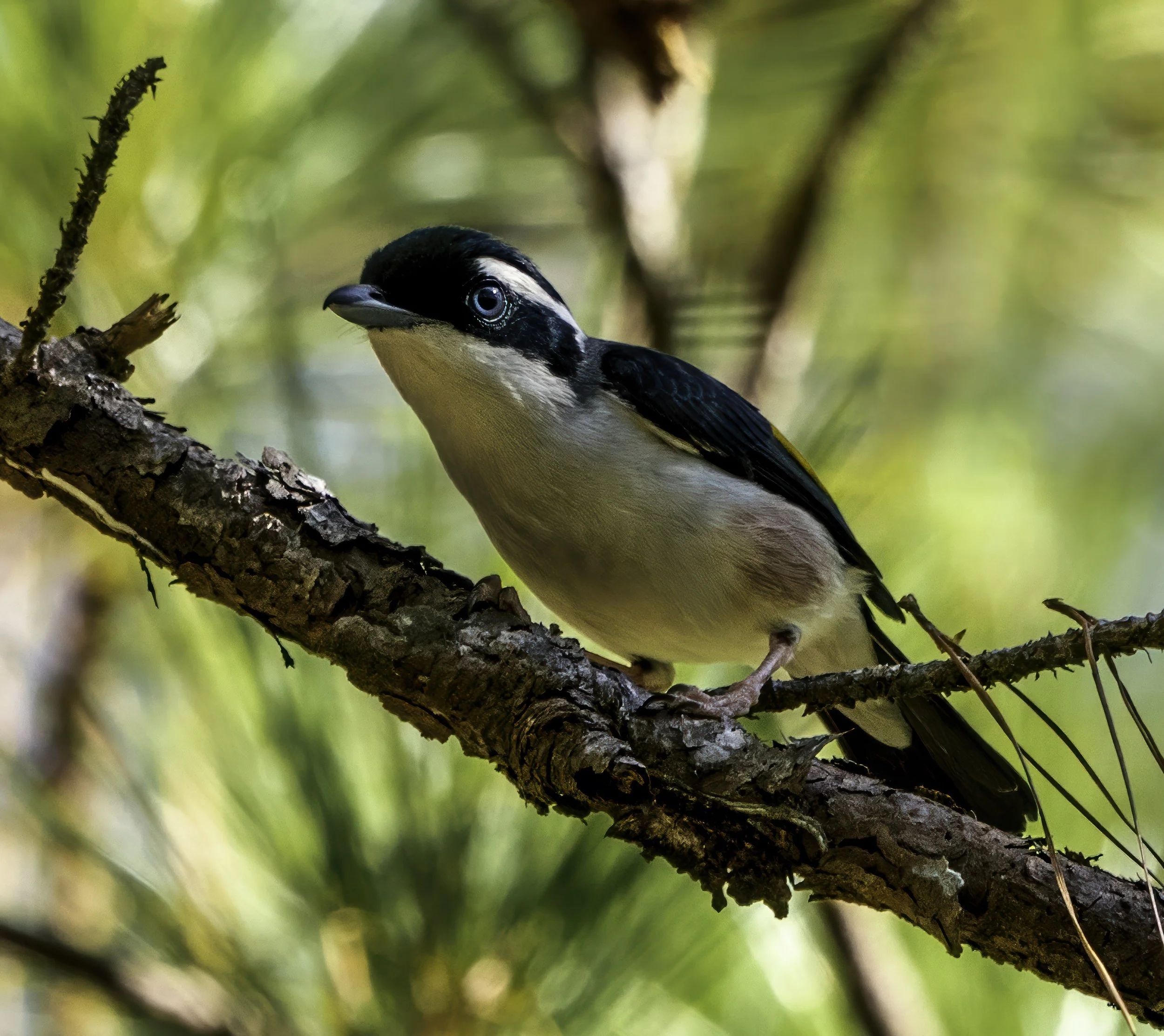 Dalat Shrike Babbler 