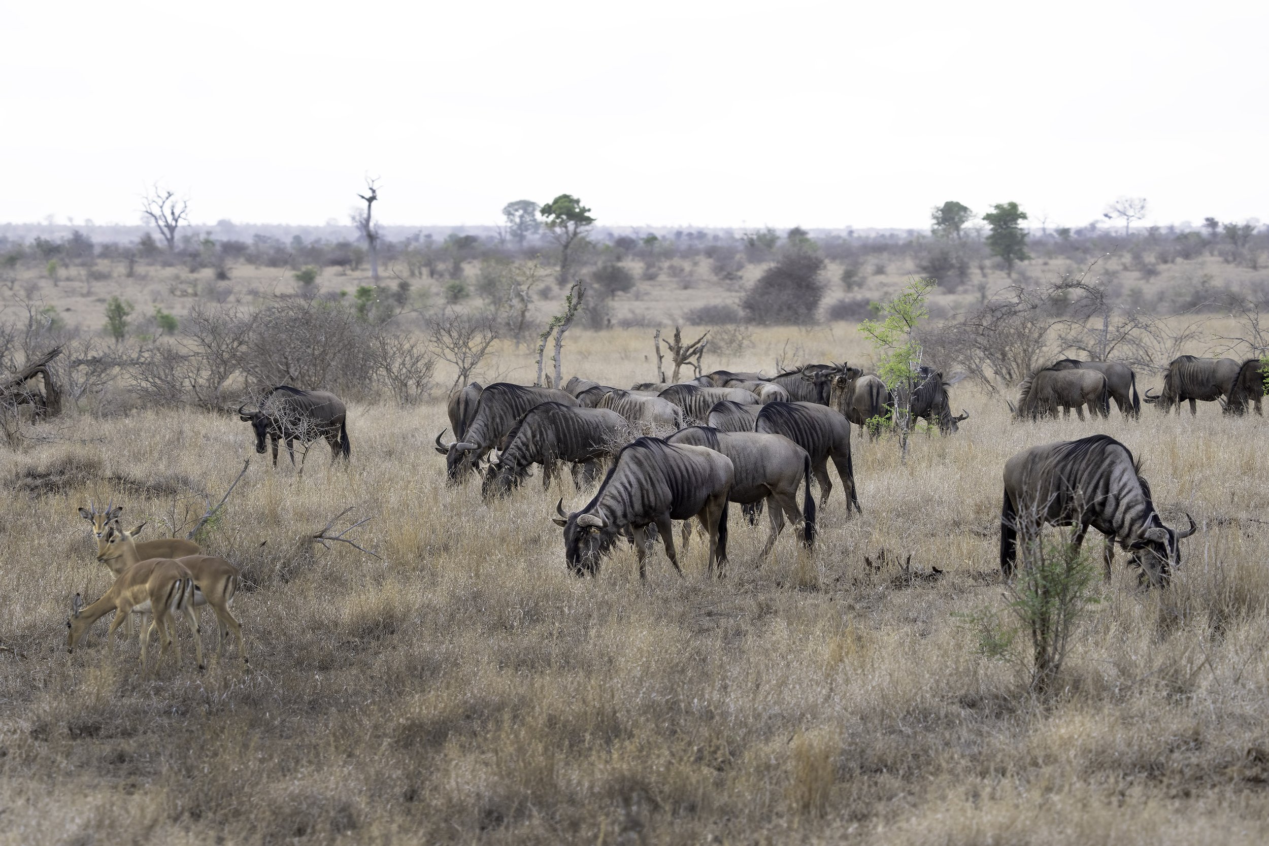 Blue Wildebeest
