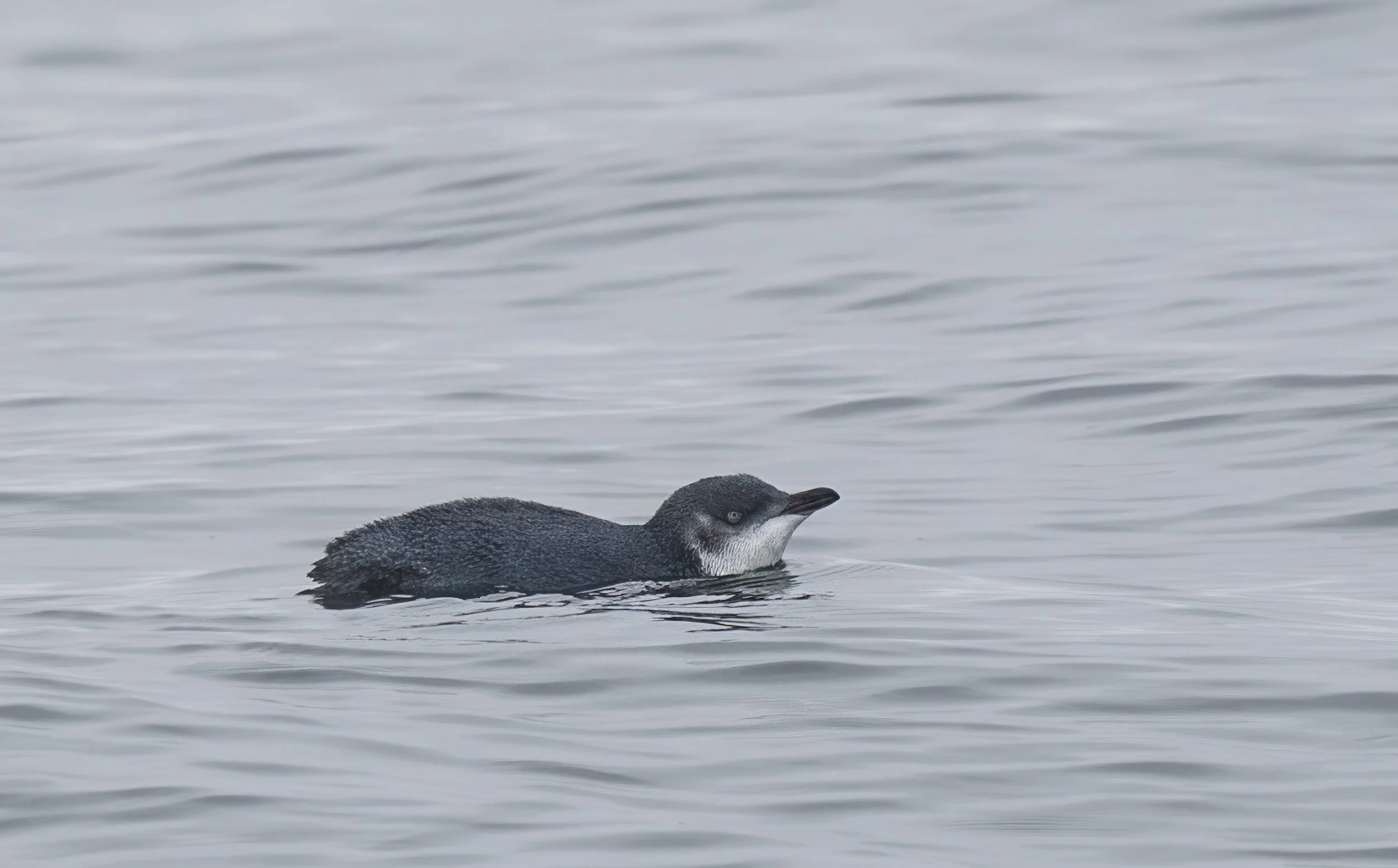Little Penguin