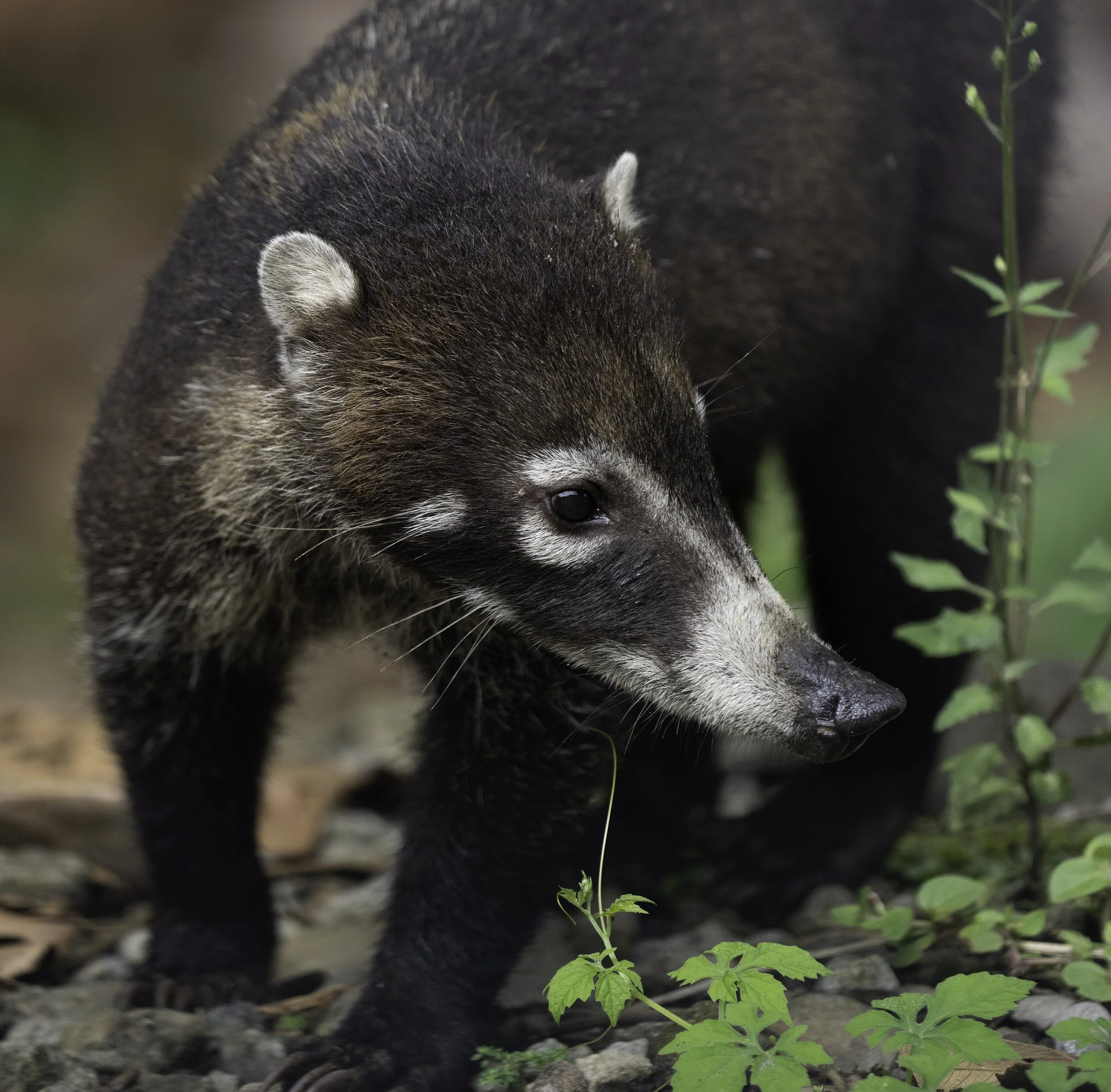 Coati, Costa Rica