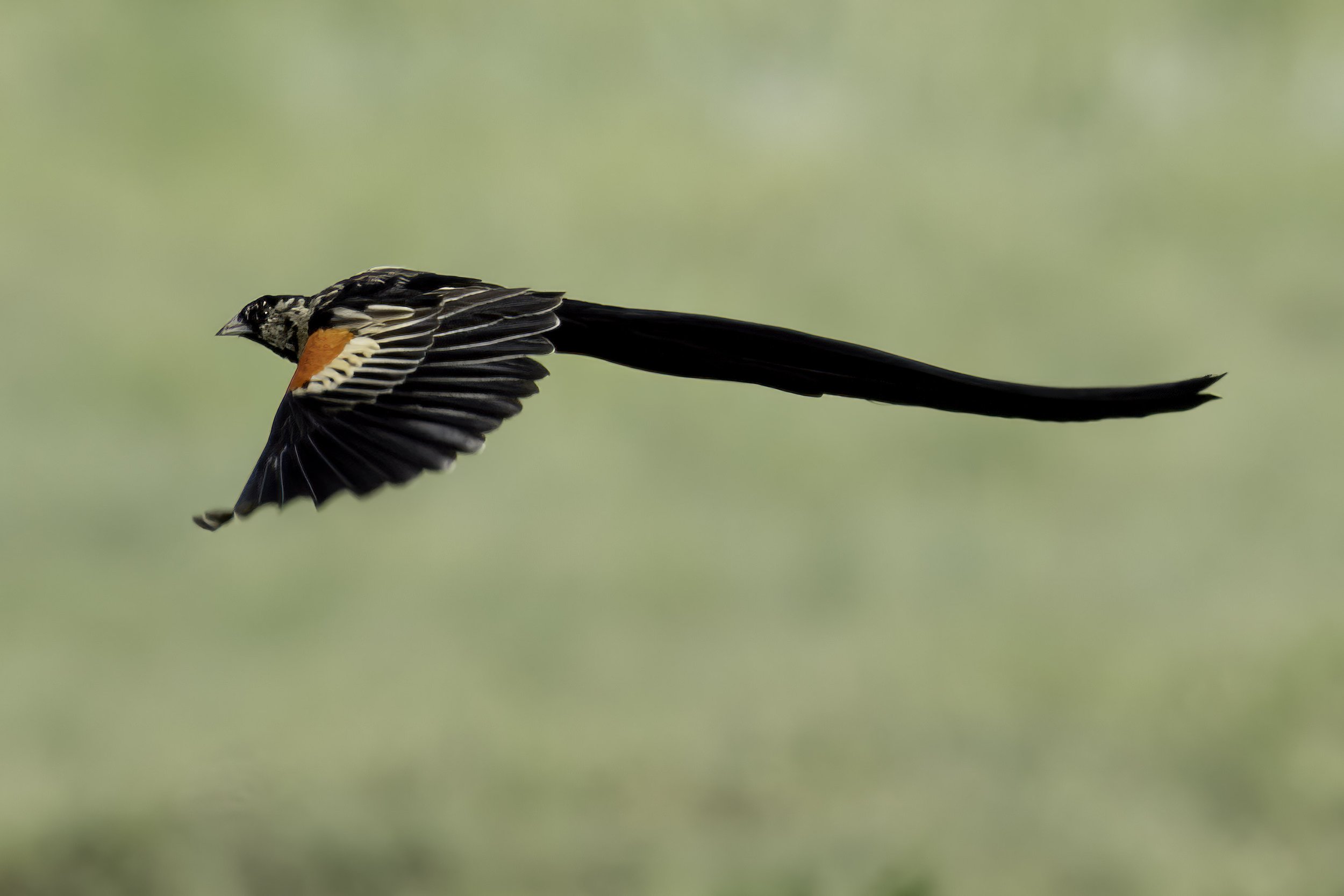 Long Tailed Widowbird
