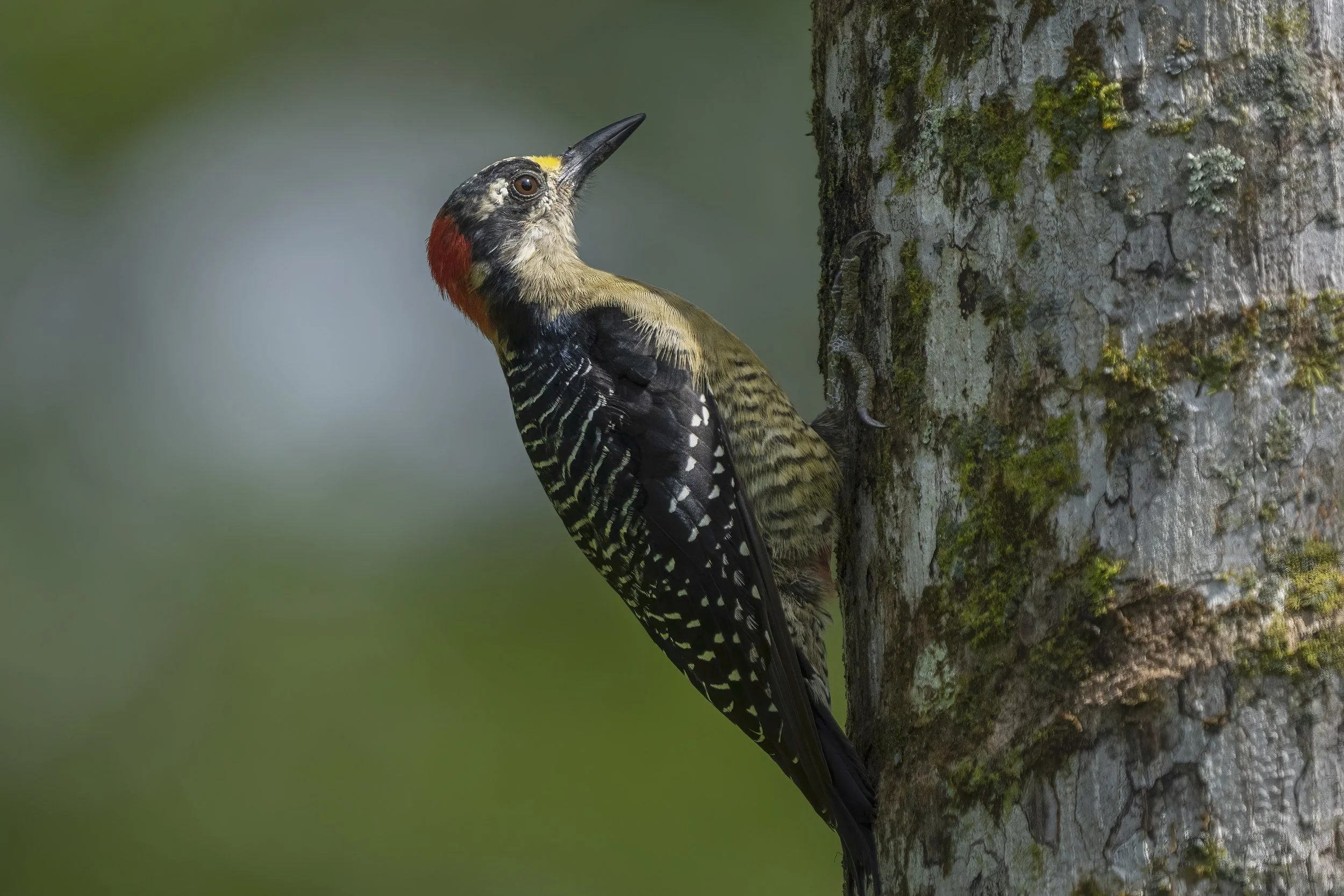 Black Cheeked Woodpecker