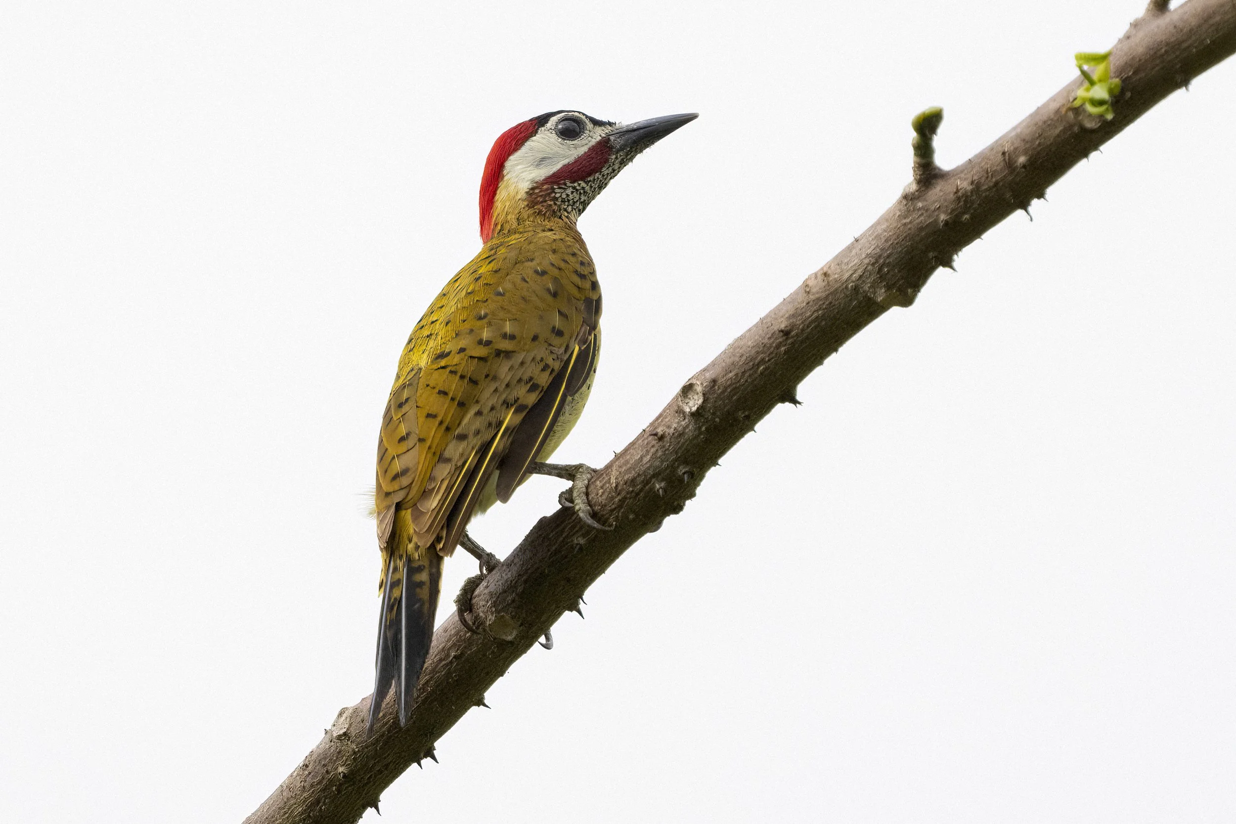 Spot Breasted Woodpecker