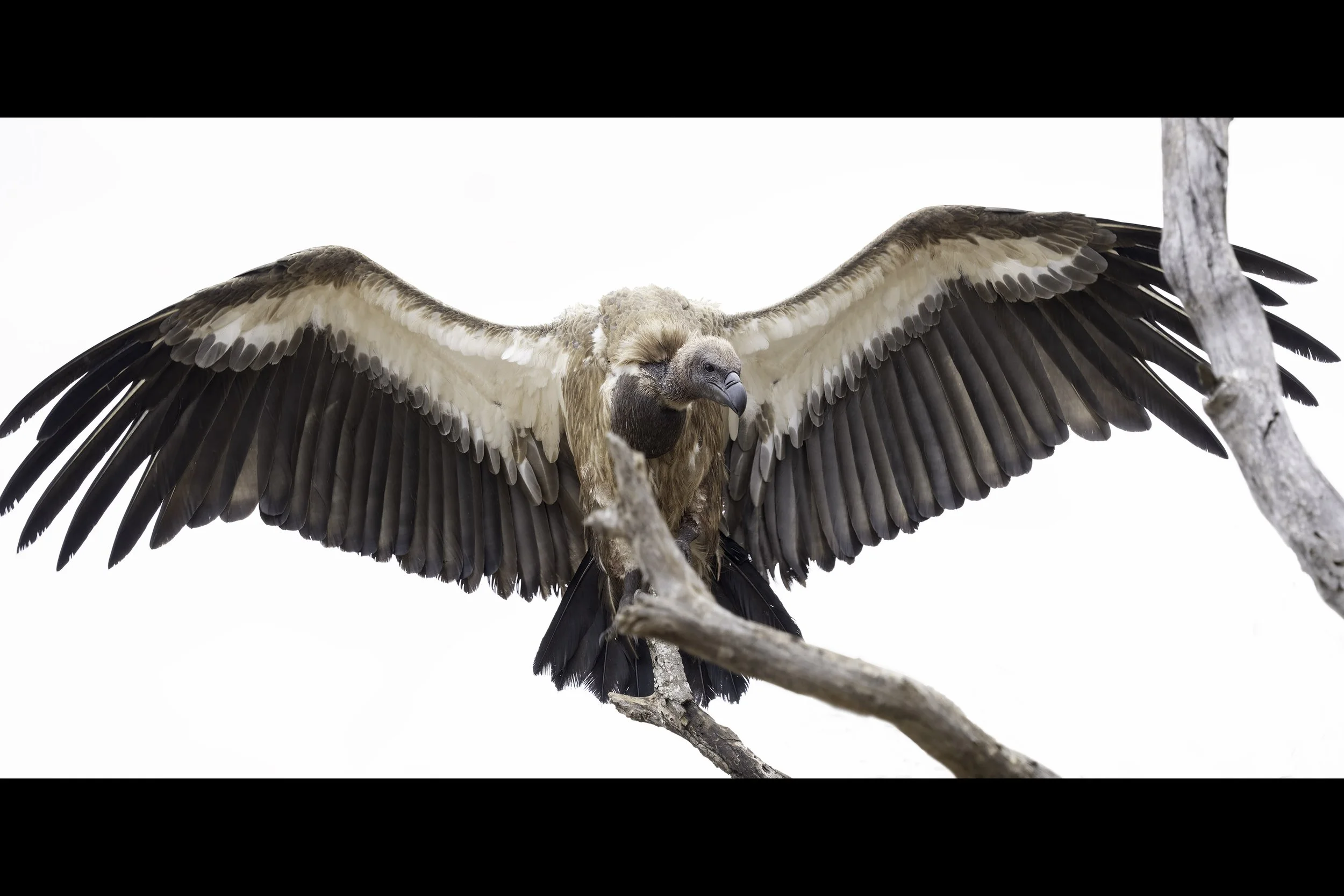 White Backed Vulture