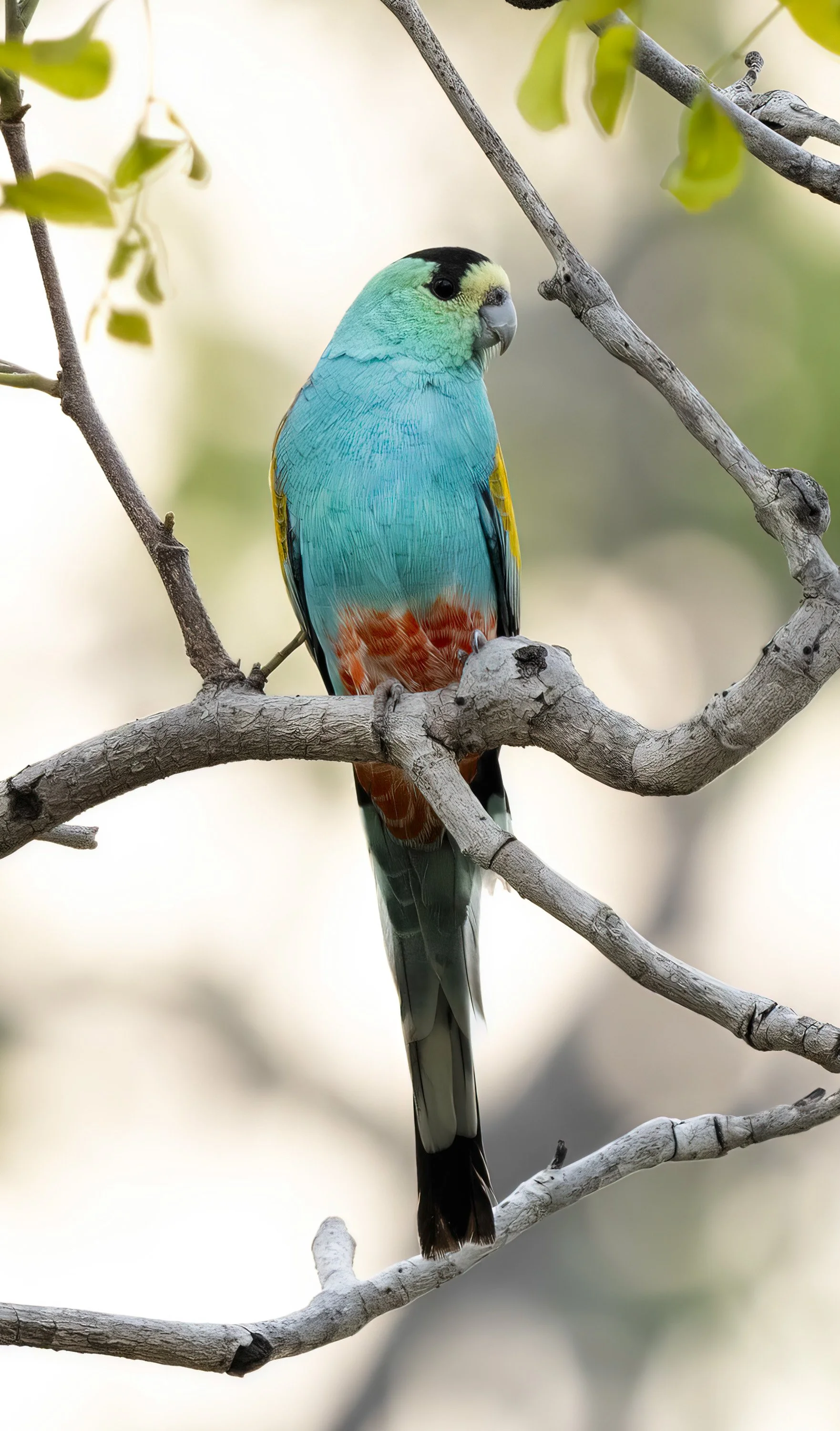 Golden Shouldered Parrot