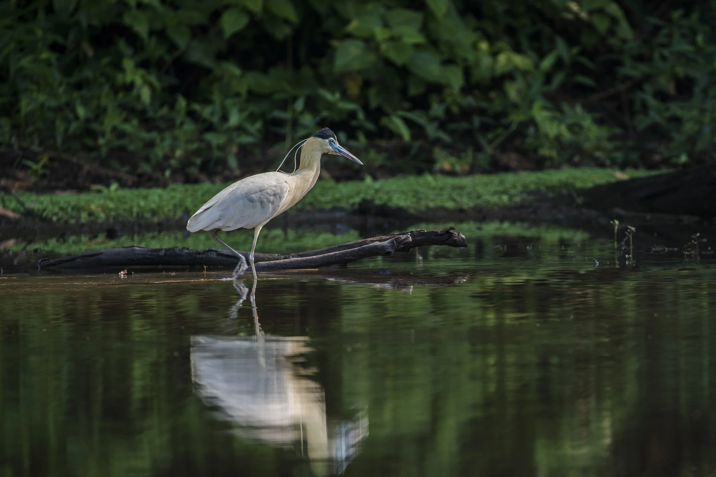 Capped Heron