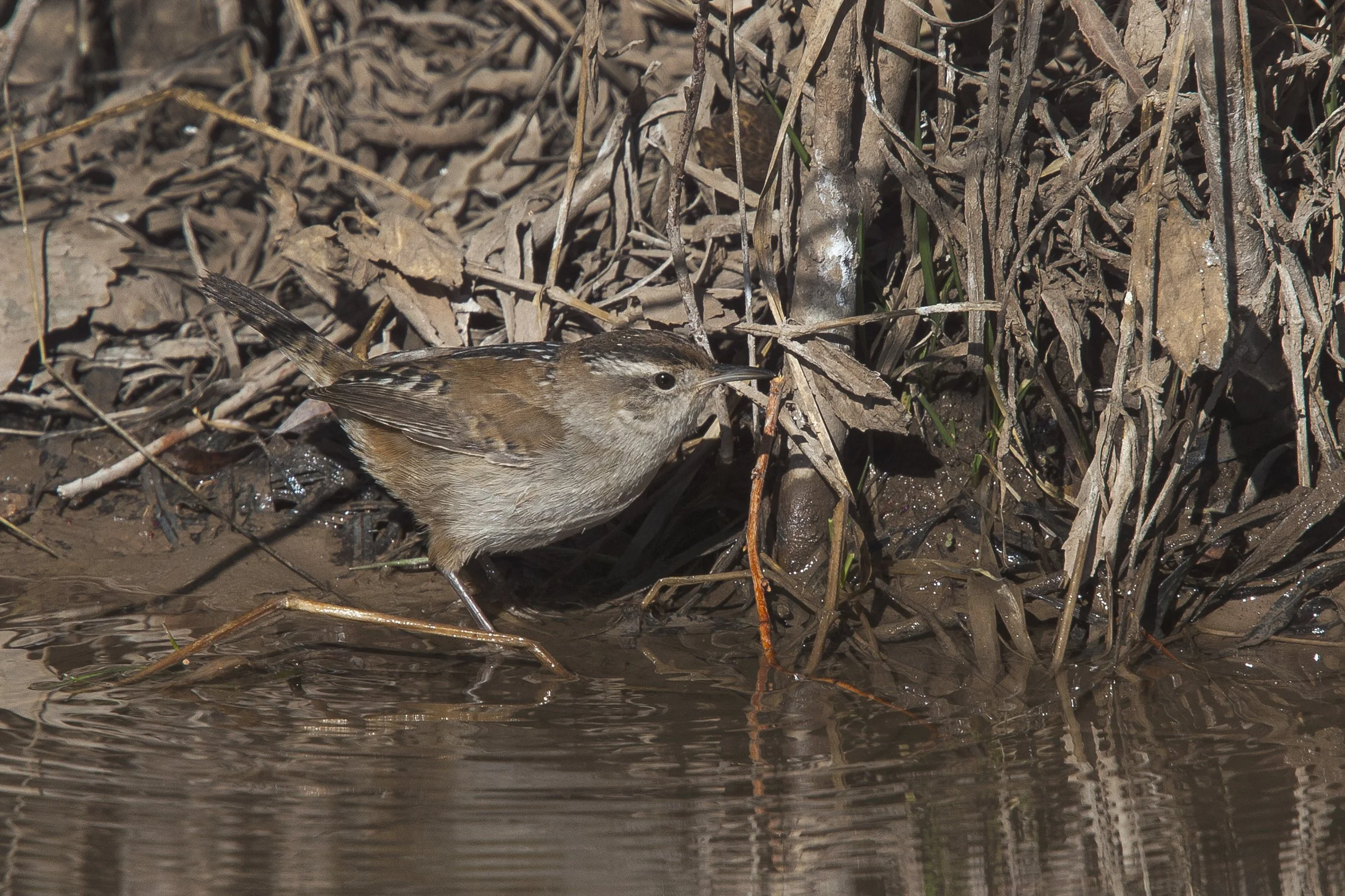 Marsh Wren