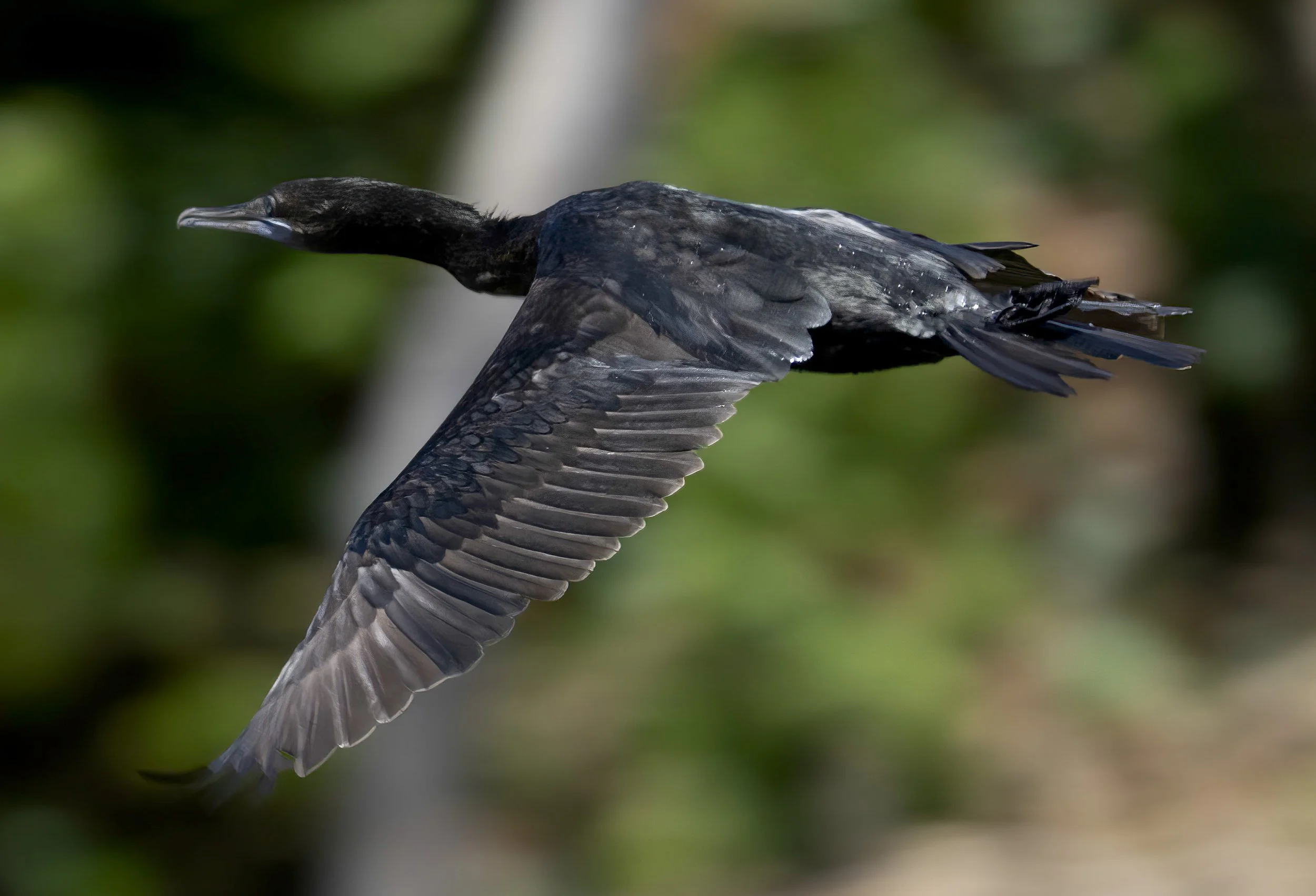 Little Black Cormorant
