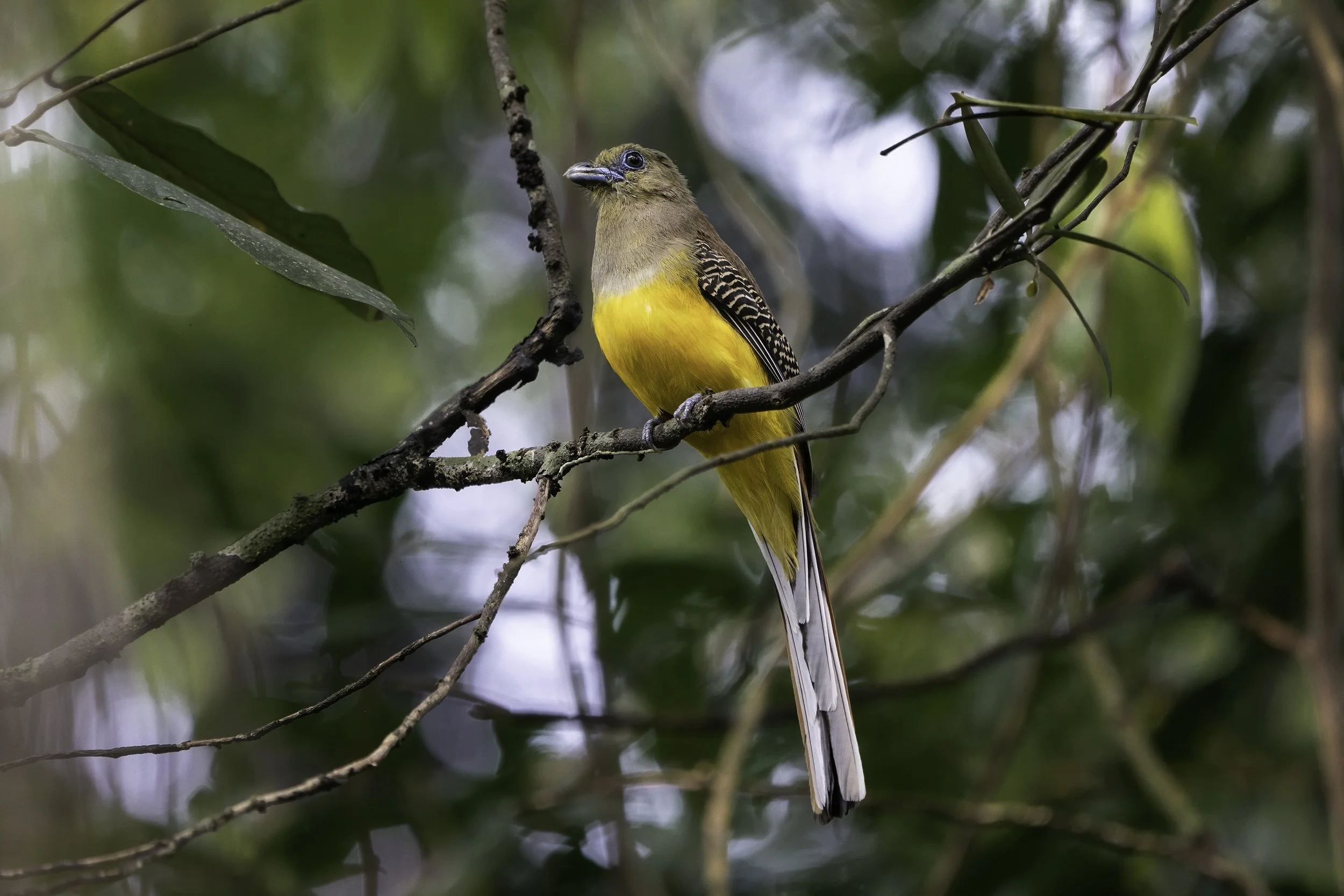 Orange Breasted Trogon
