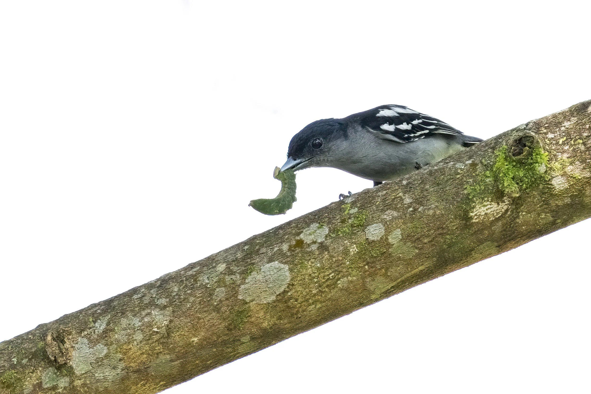 White-winged Becard