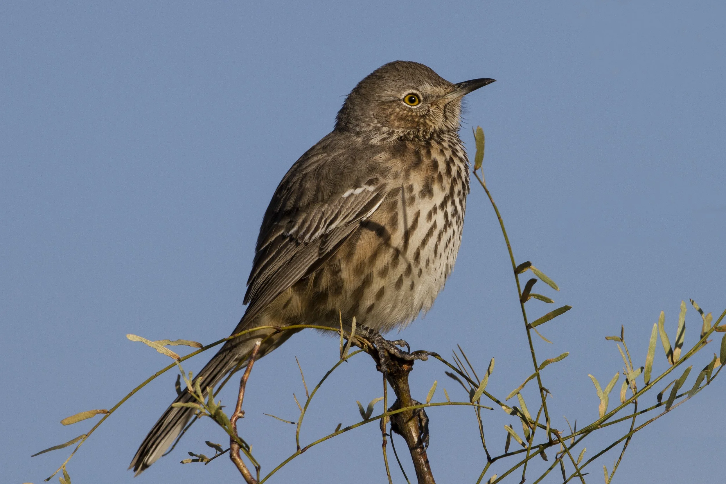 Sage Thrasher