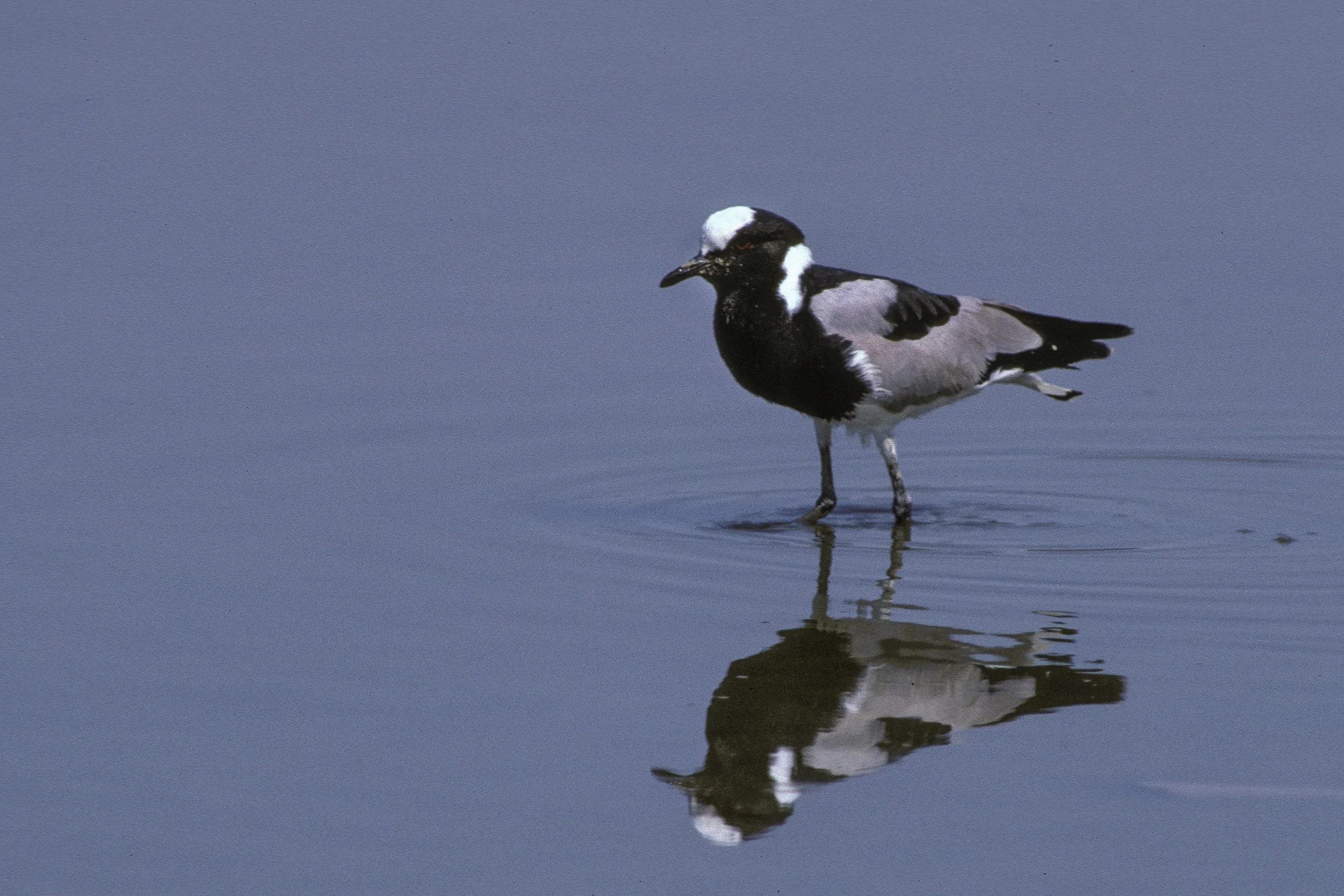 Blacksmith Lapwing