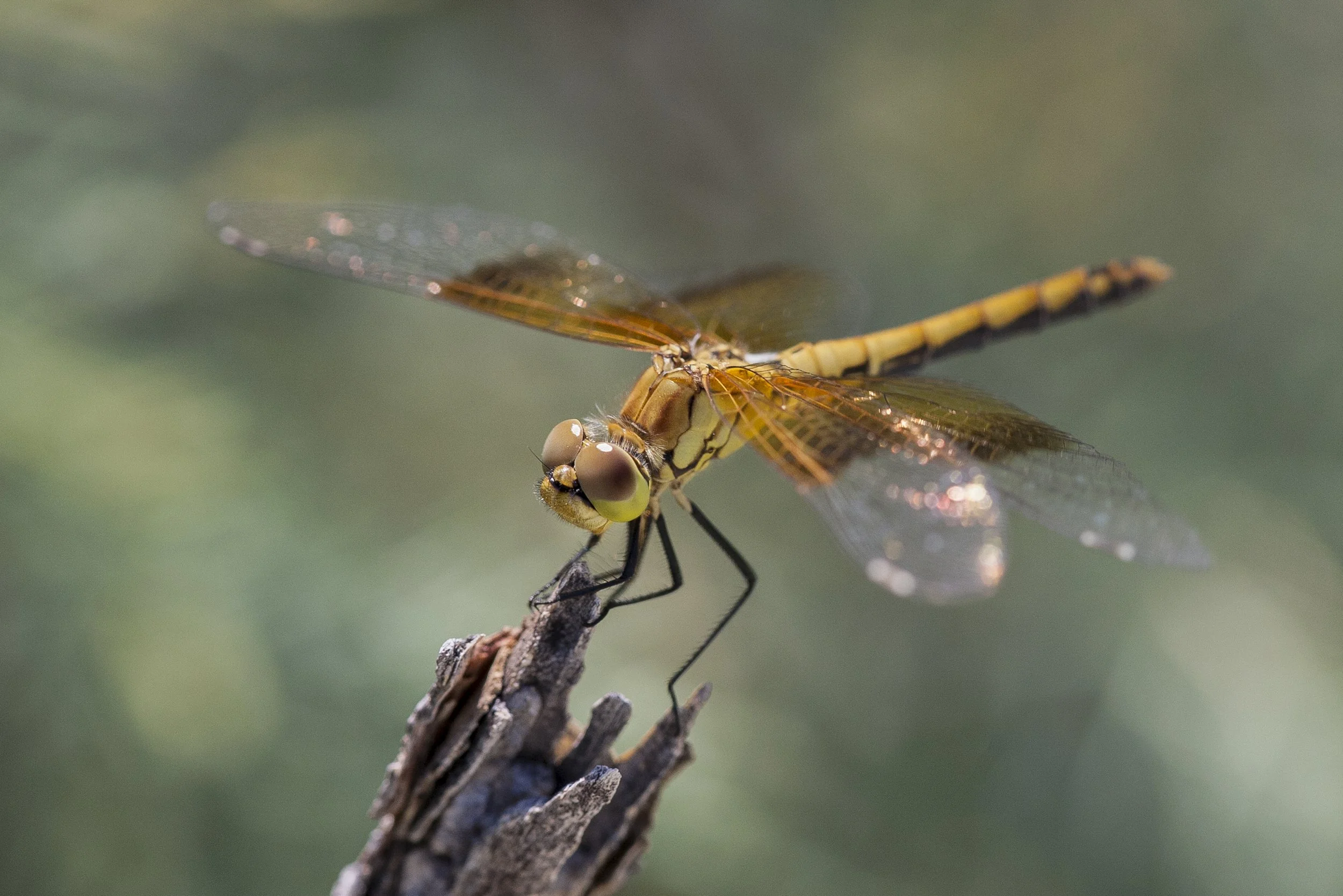Seaside Dragonlet (Erythrodiplax berenice)_IMG_3452.jpg