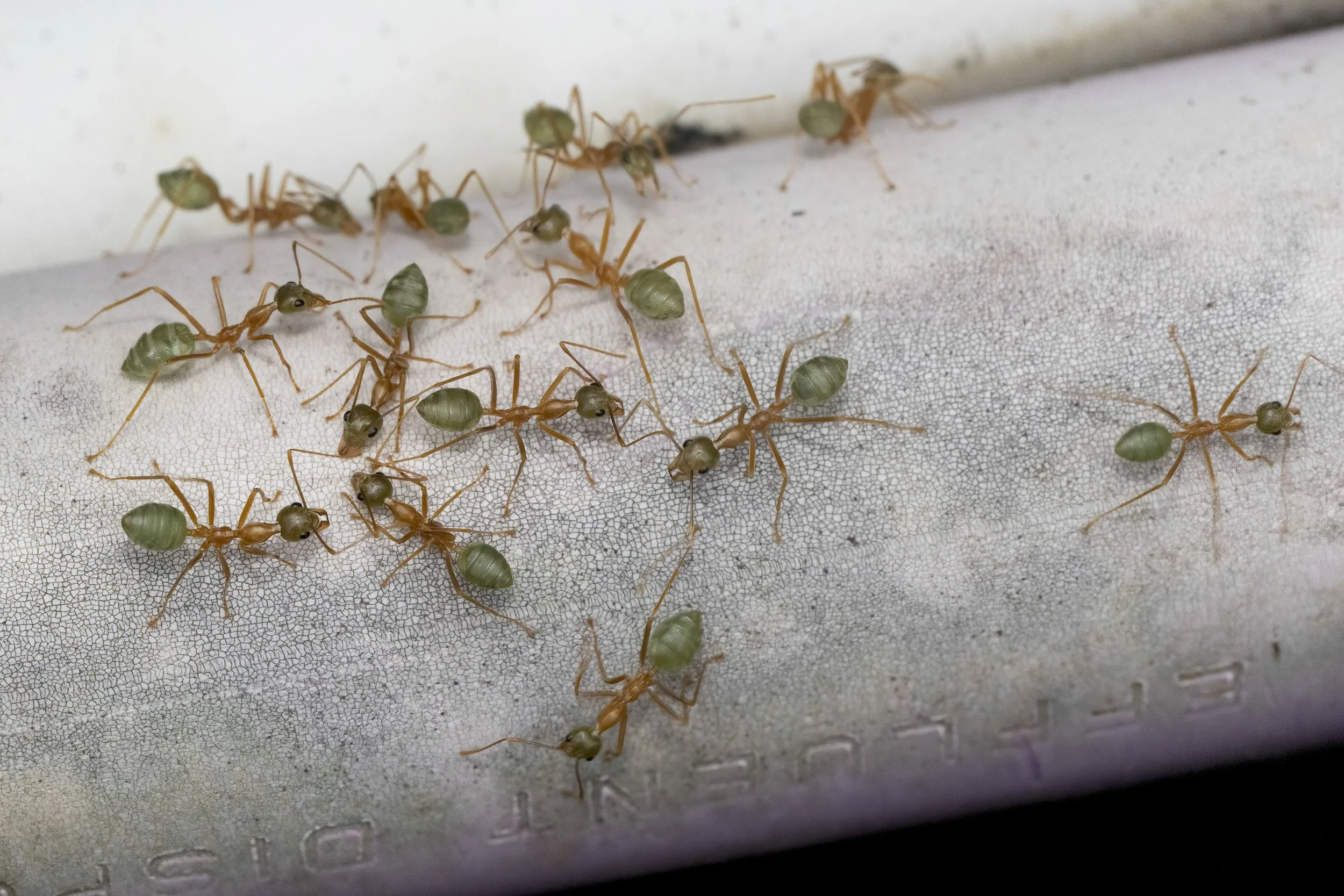 Green Ants2.jpg