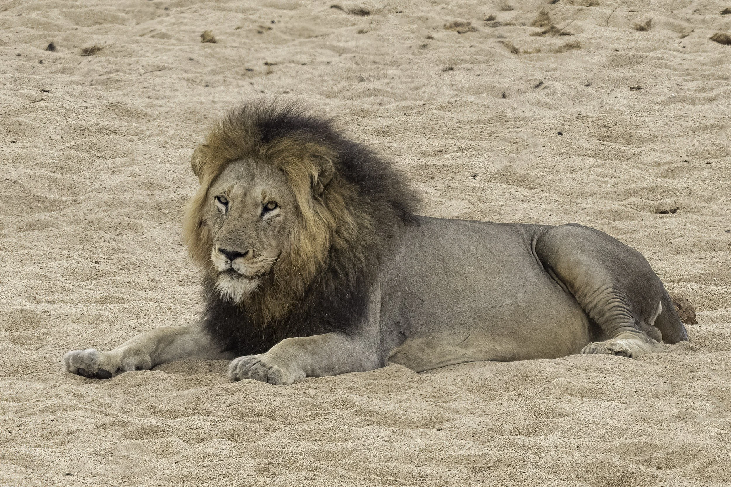 Lion
