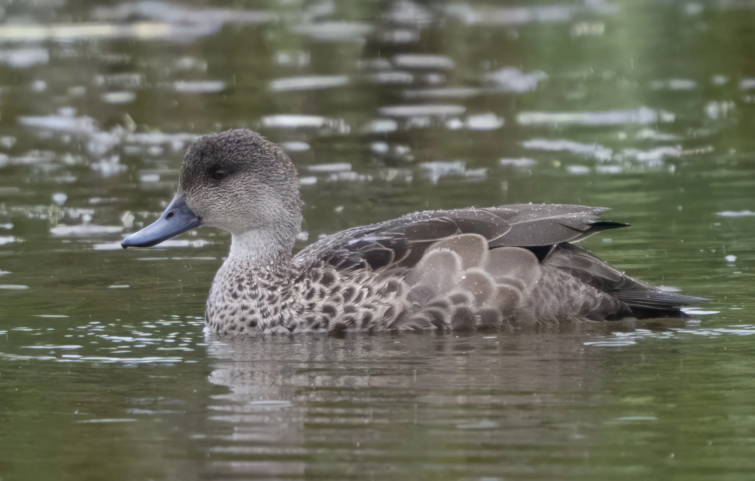 Gray Teal