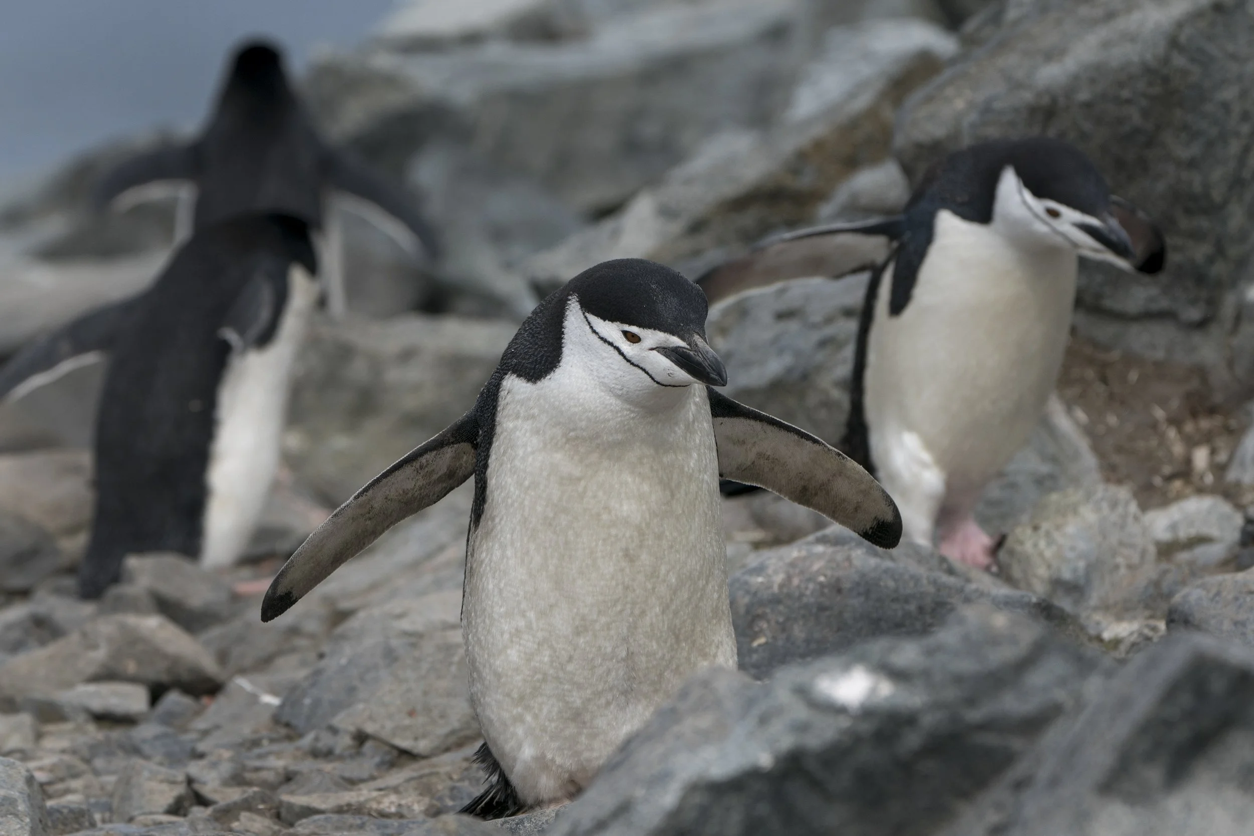 Chinstrap Penguin
