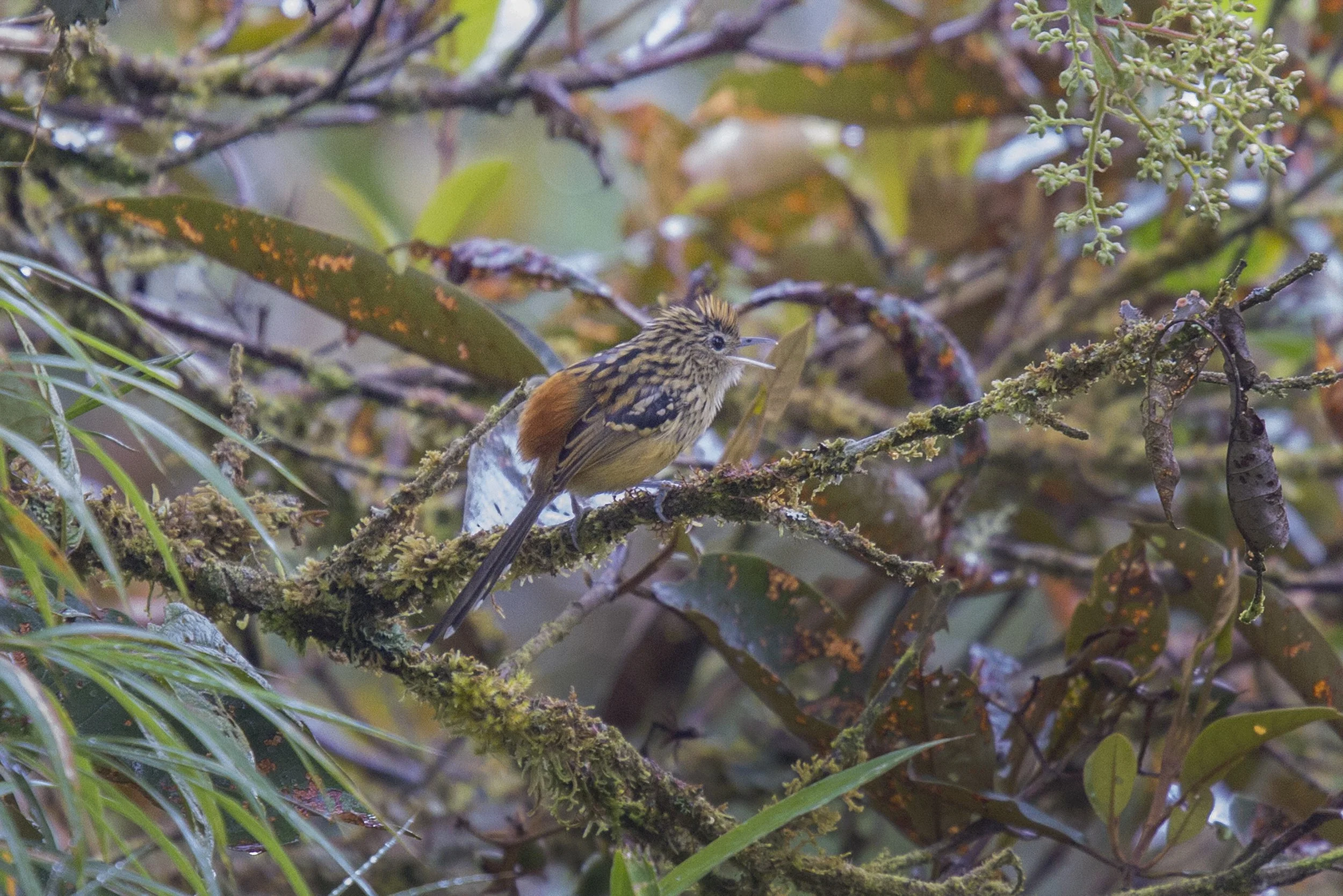 Long Tailed Antbird