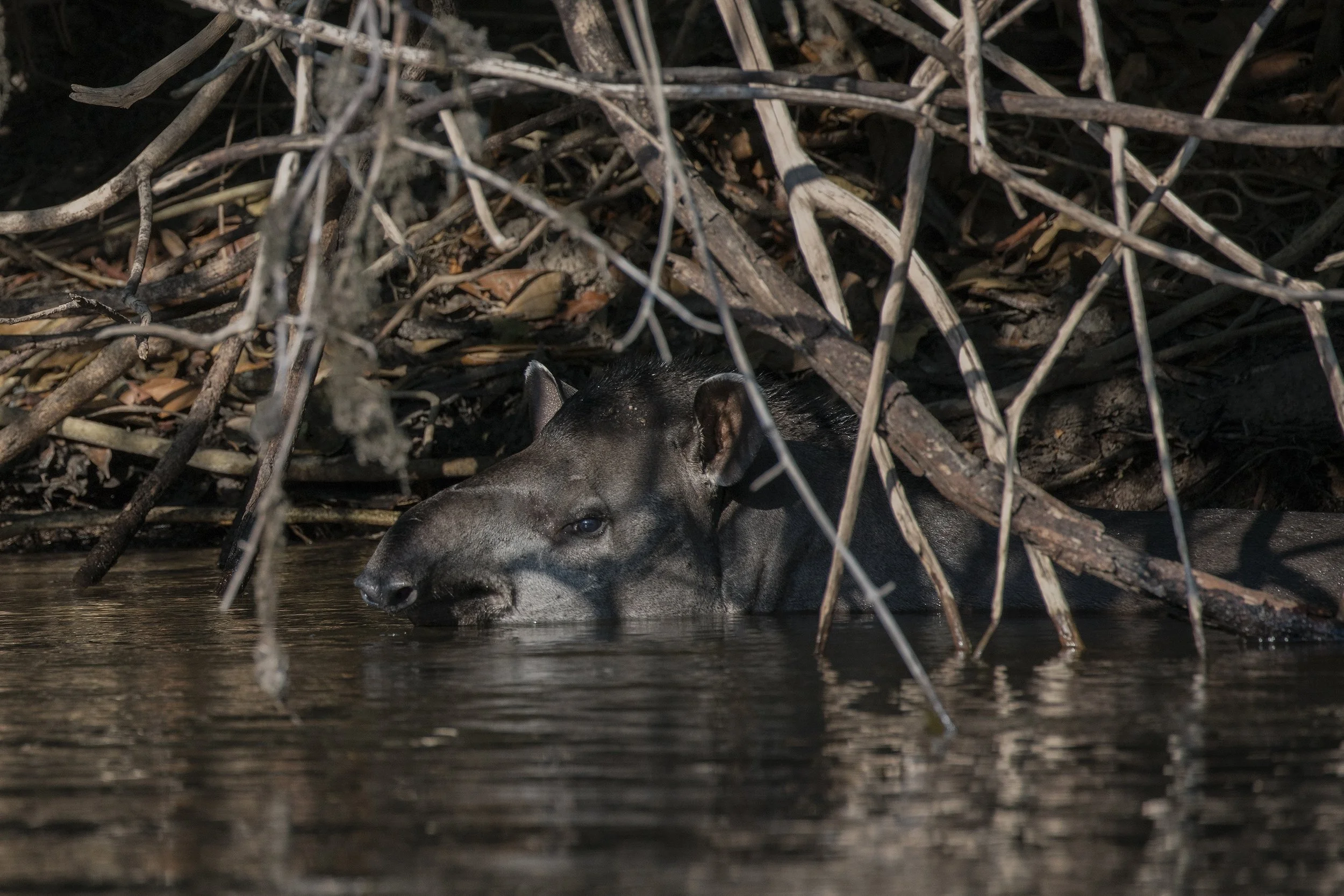 Tapir