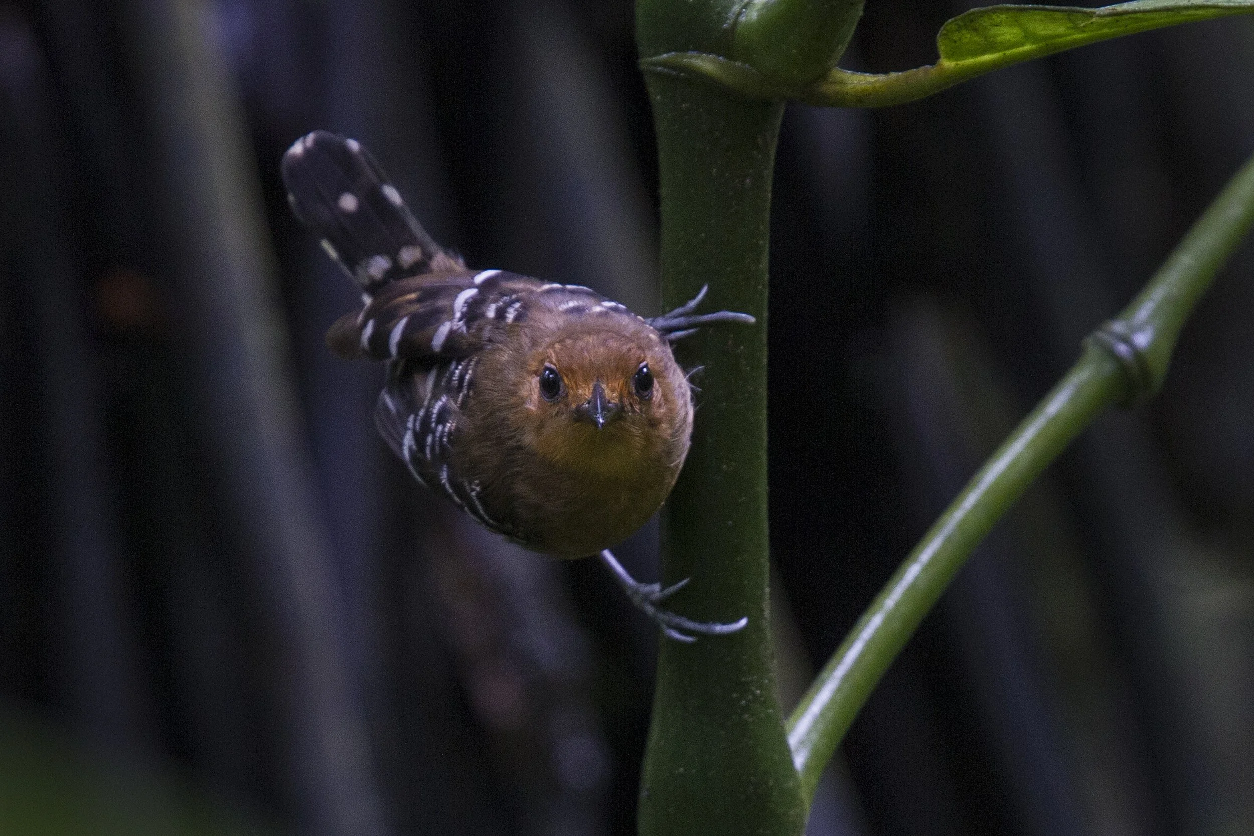 Scale Backed Antbird