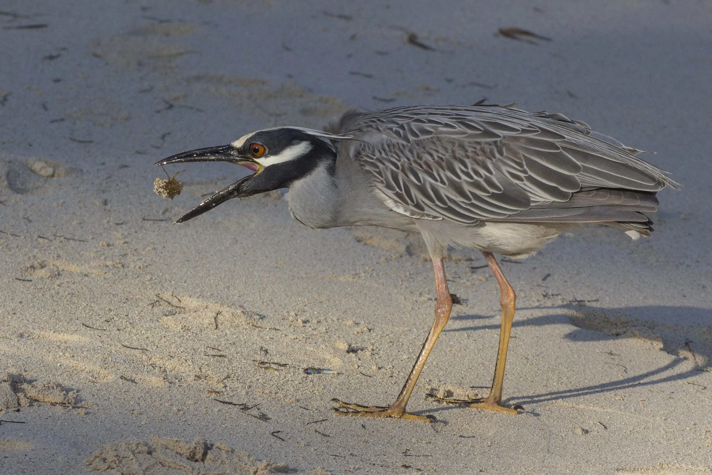 Yellow Crowned Night Heron