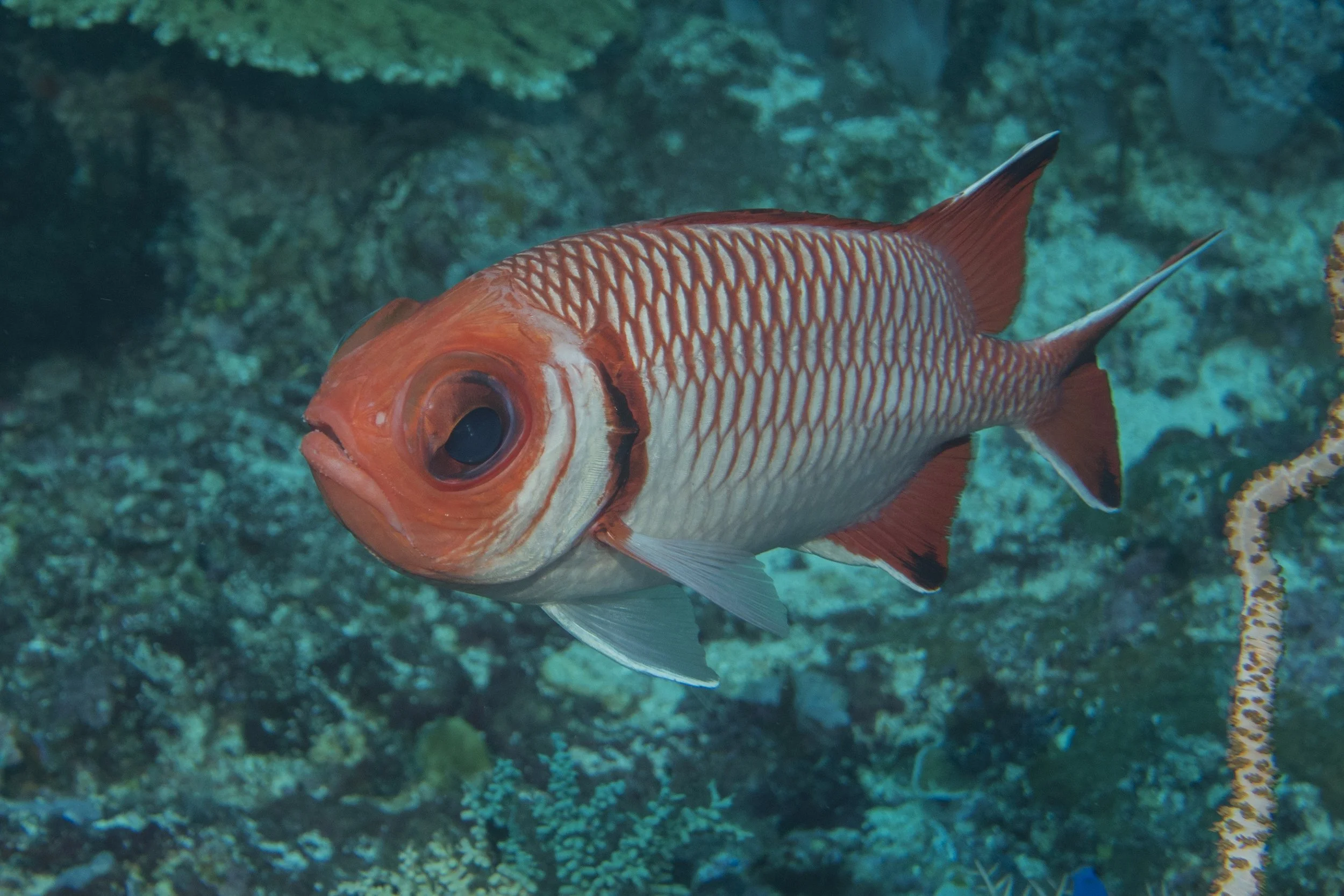 Komodo_DSC01794.jpg