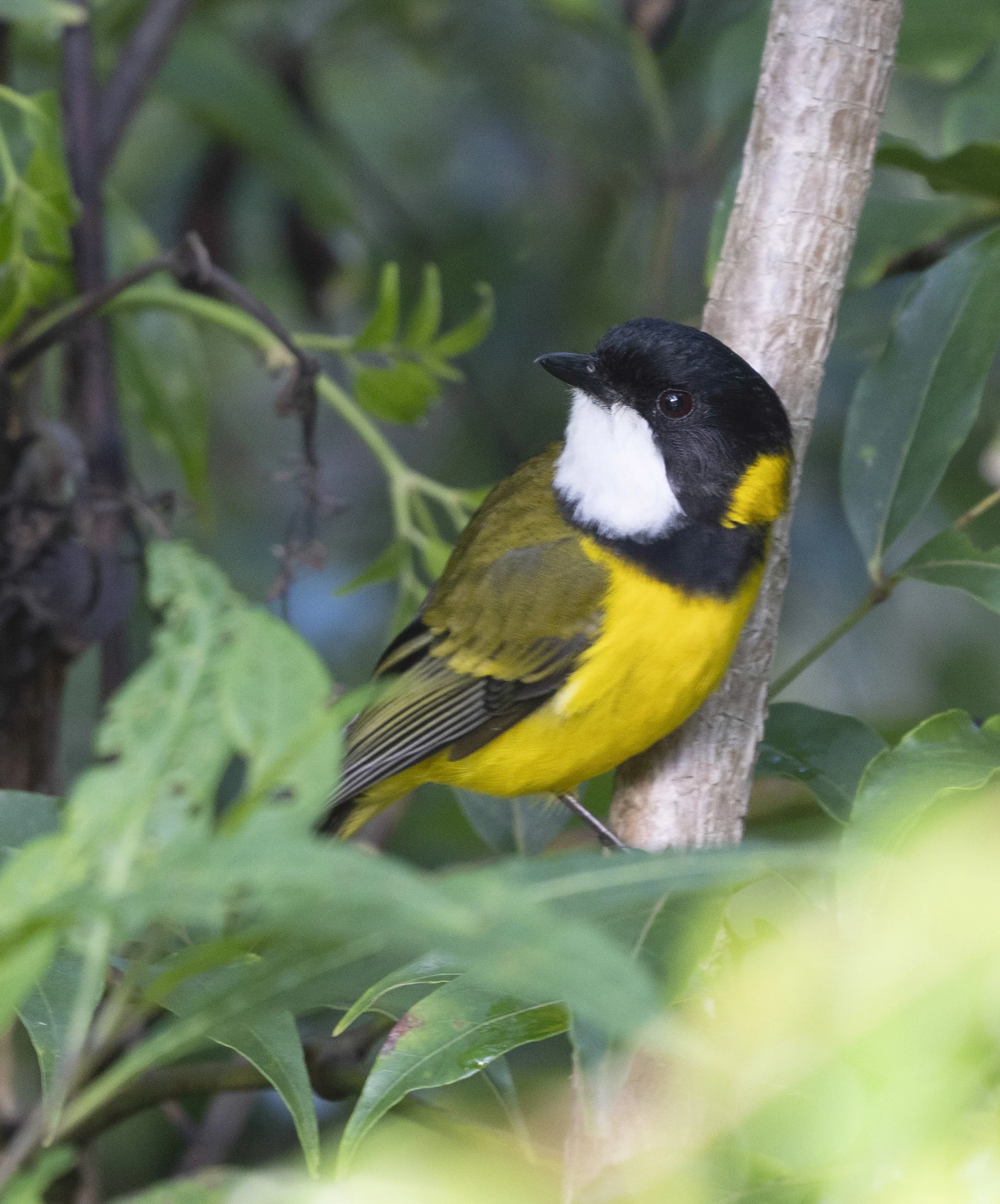 Golden Whistler